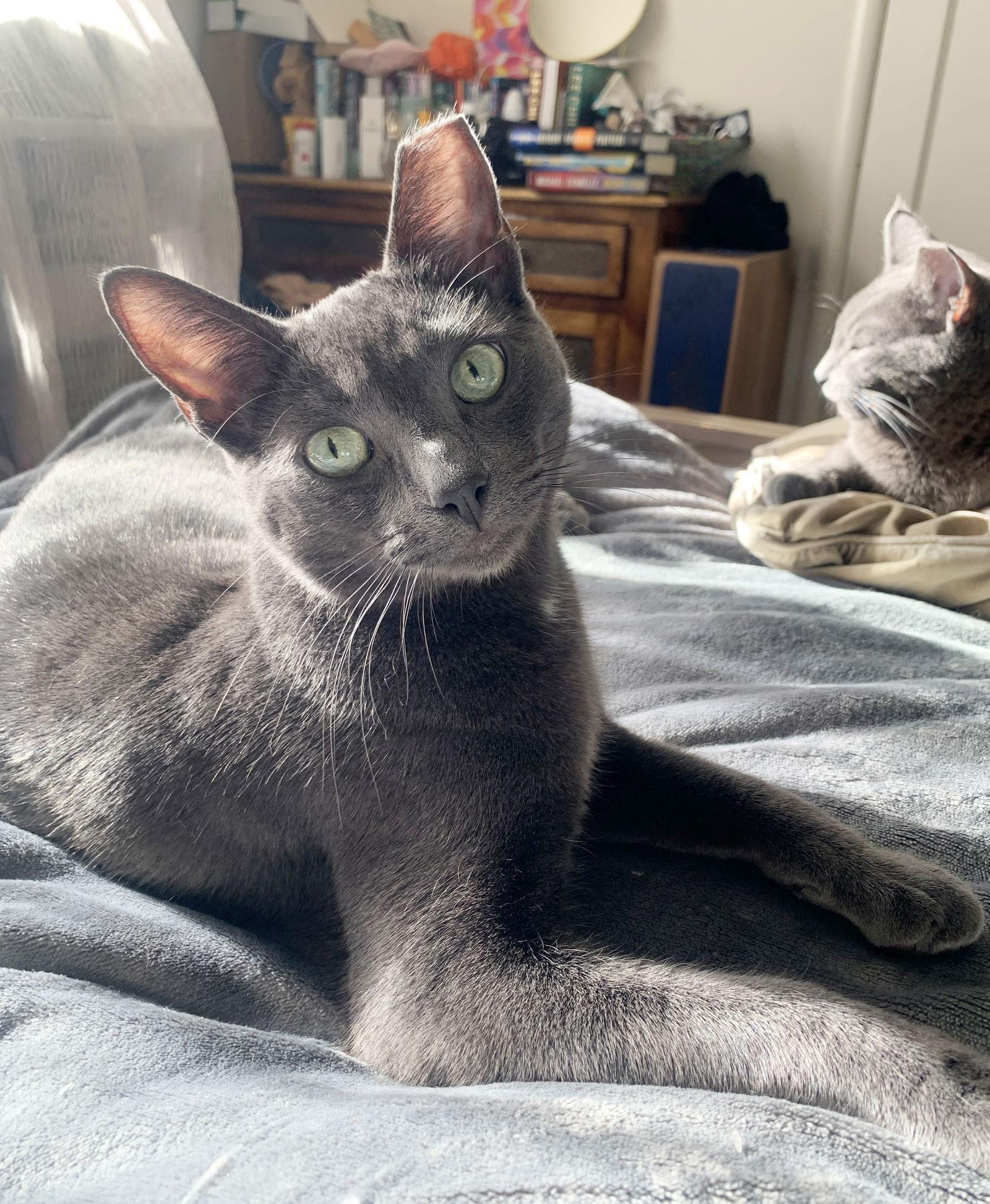 Iggy, Adoptable, Young Male Domestic Short Hair & Russian Blue.