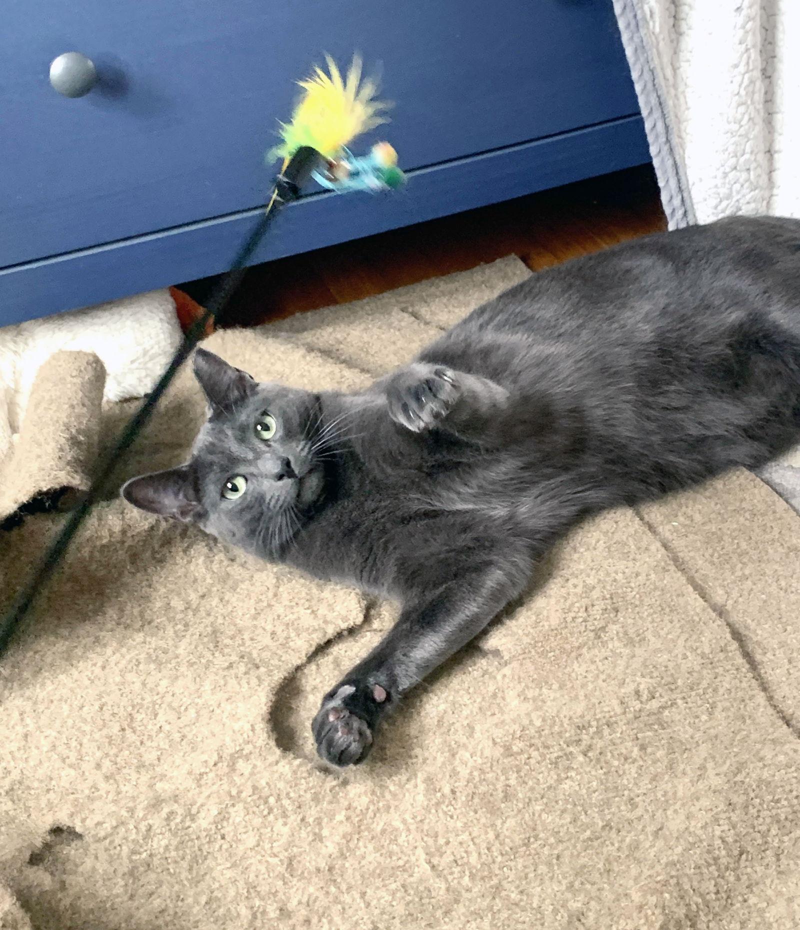 Iggy, a Adoptable mixed breed in Alameda, CA image 2/3