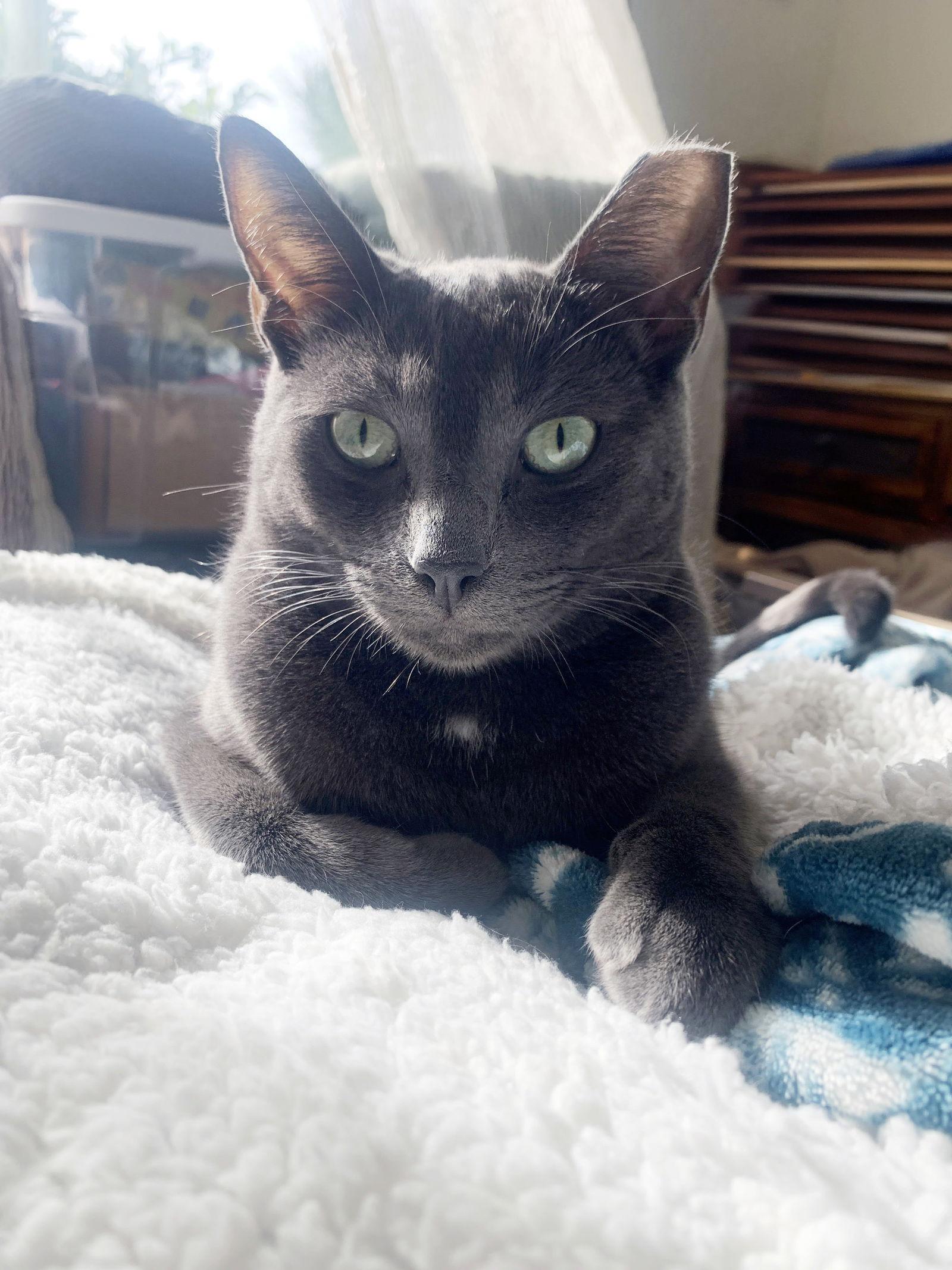 Enlarge Iggy, a Adoptable mixed breed in Alameda, CA image 2/3