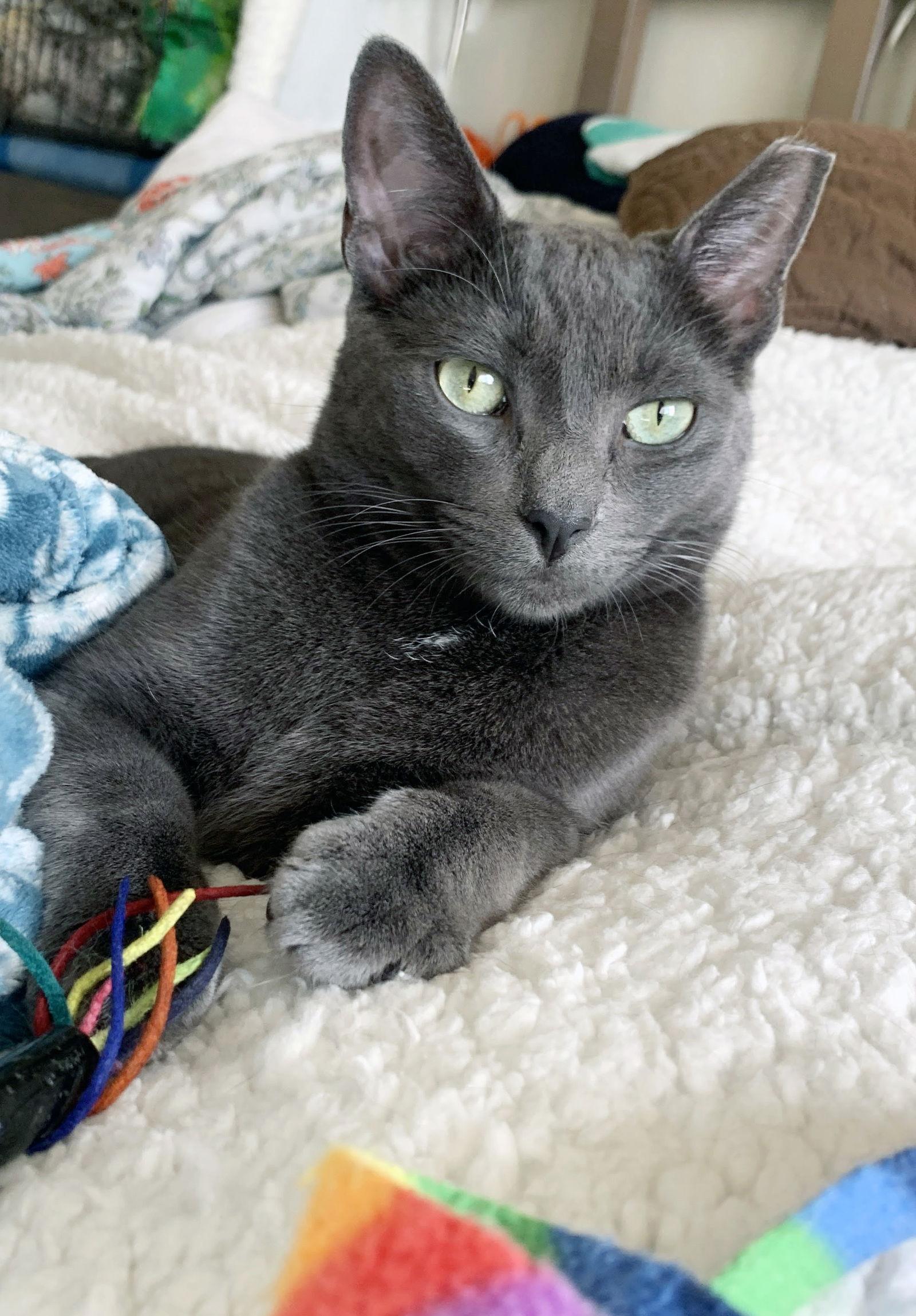 Enlarge Iggy, a Adoptable mixed breed in Alameda, CA image 3/3