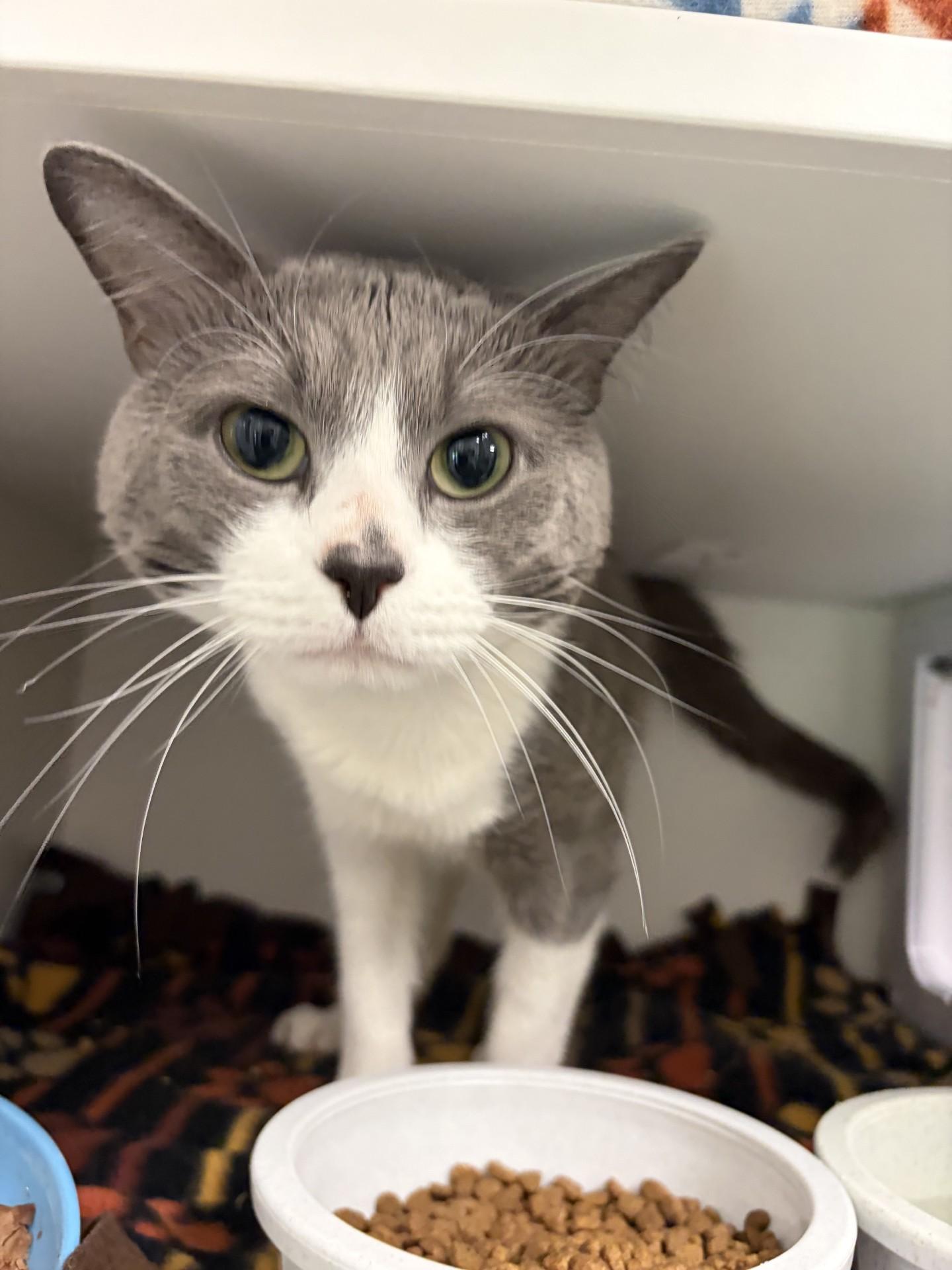 Enlarge BUTTONS, a Adopted Domestic Short Hair in Gardner, MA image 2/2