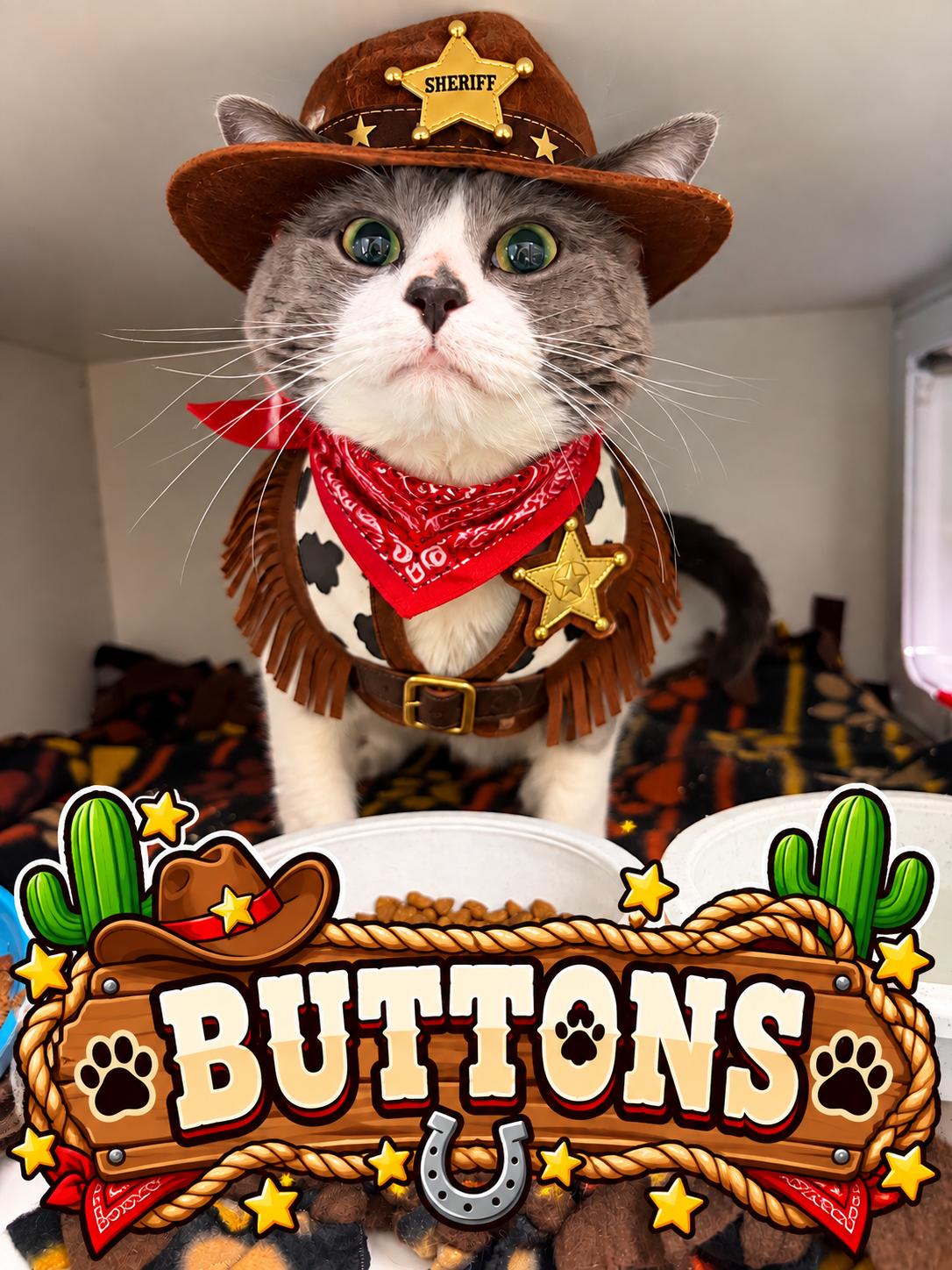 BUTTONS, Adopted, Young Male Domestic Short Hair.