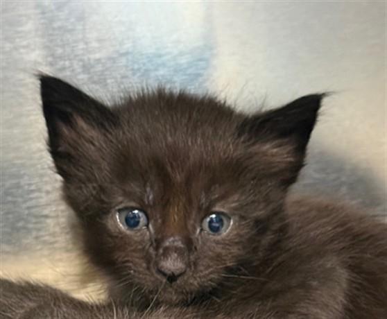 GRUMPY, Adoptable, Kitten Male Maine Coon.