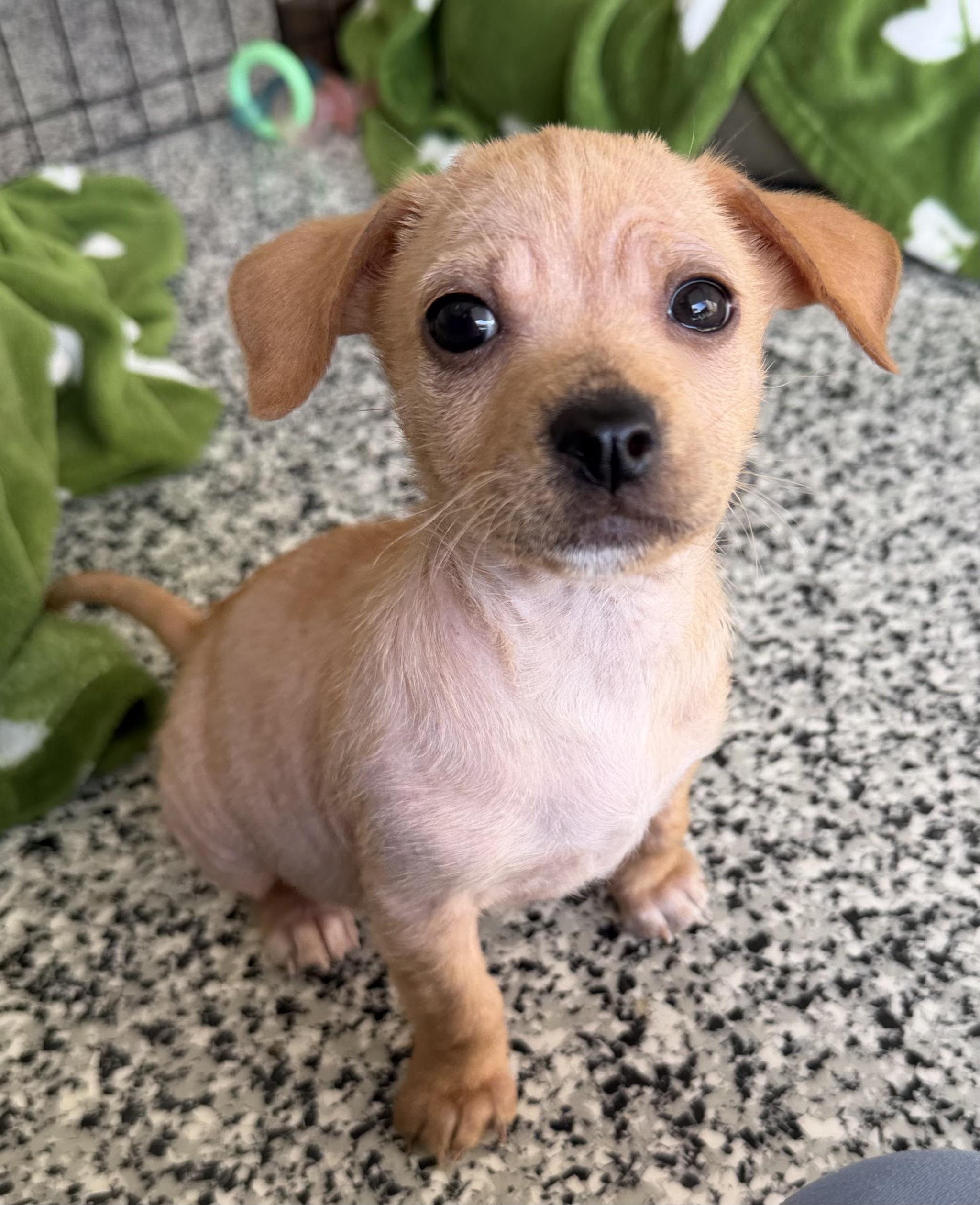 Enlarge Saucony, an adopted mixed breed in Corona Del Mar, CA image 2/2