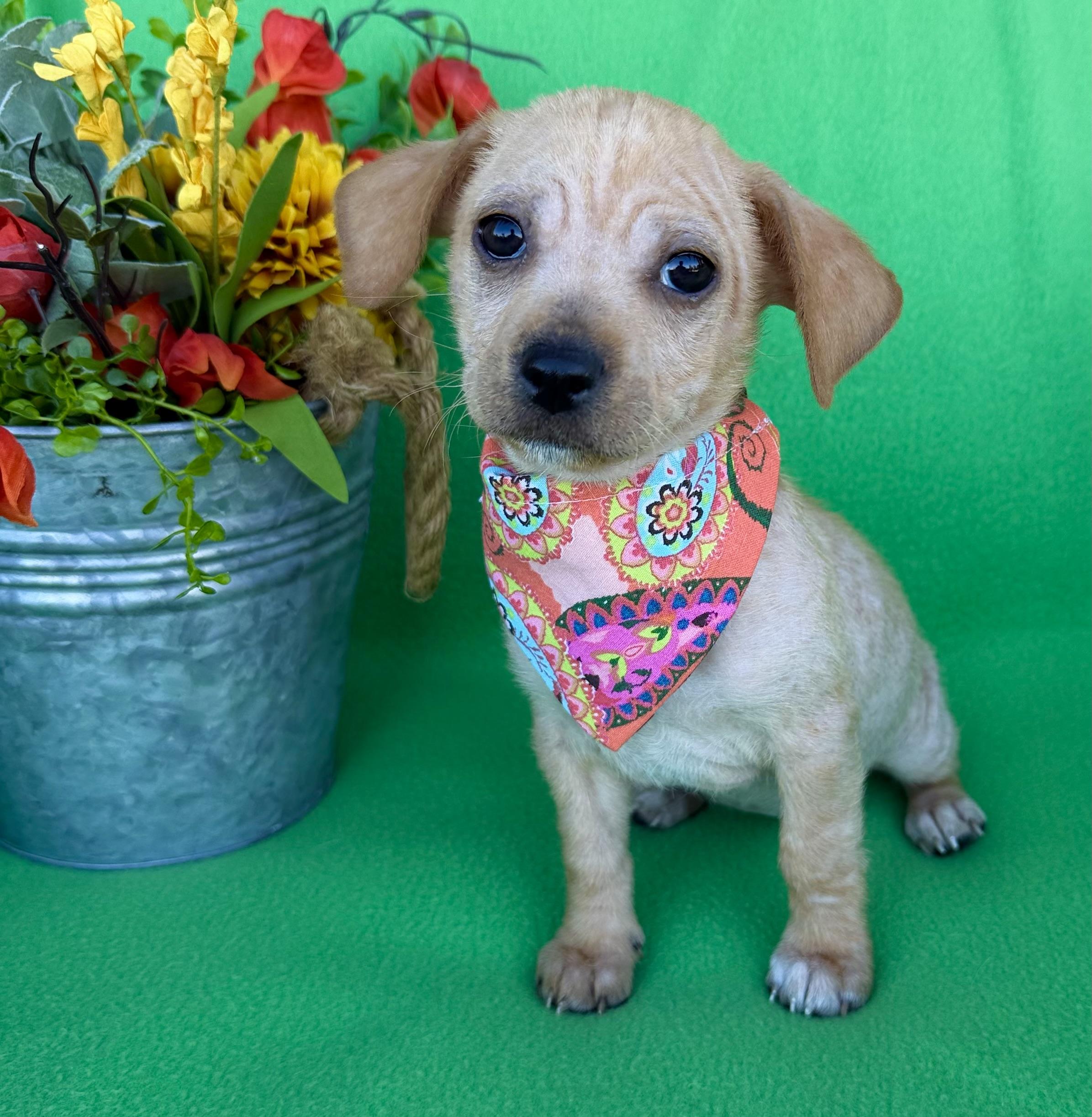 Enlarge Saucony, an adopted mixed breed in Corona Del Mar, CA image 1/2