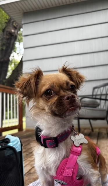 Enlarge Rose, an adopted mixed breed in Maple Grove, MN image 1/4