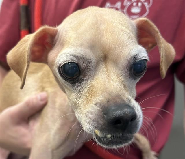 DANTE* — thumbnail 3