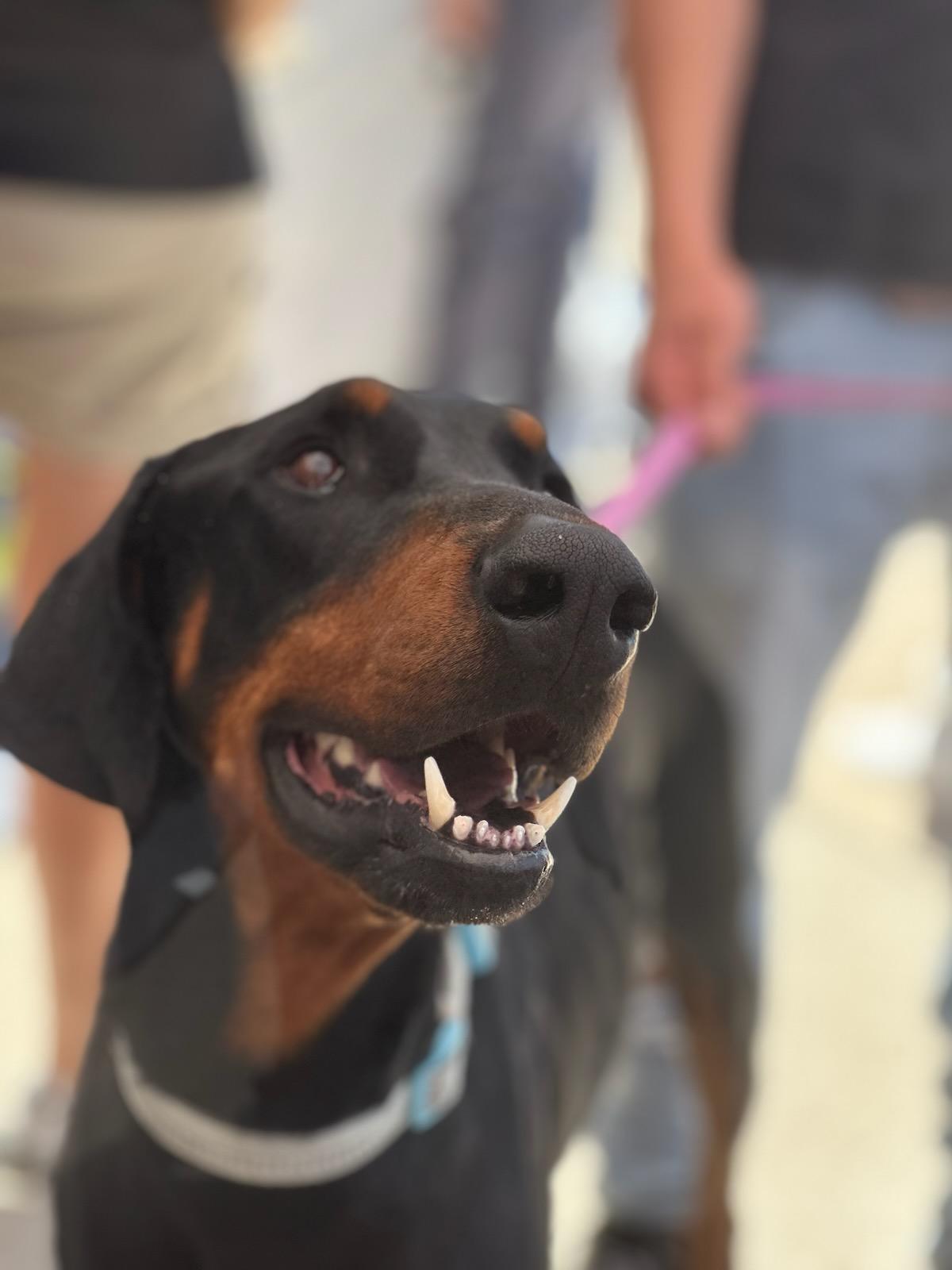 Jack, an adoptable Doberman Pinscher in Albuquerque, NM, 87113 | Photo Image 4