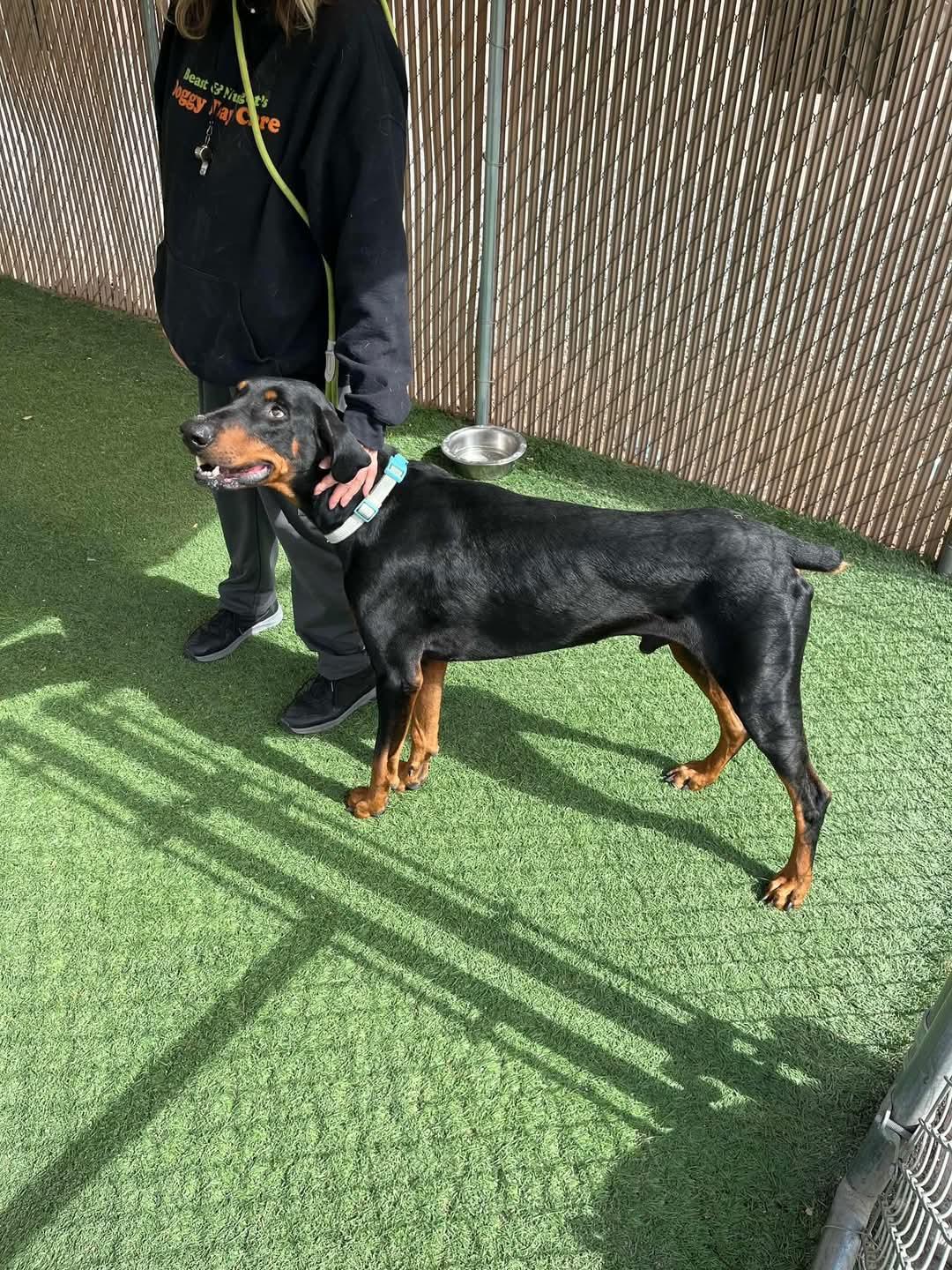 Jack, an adoptable Doberman Pinscher in Albuquerque, NM, 87113 | Photo Image 3