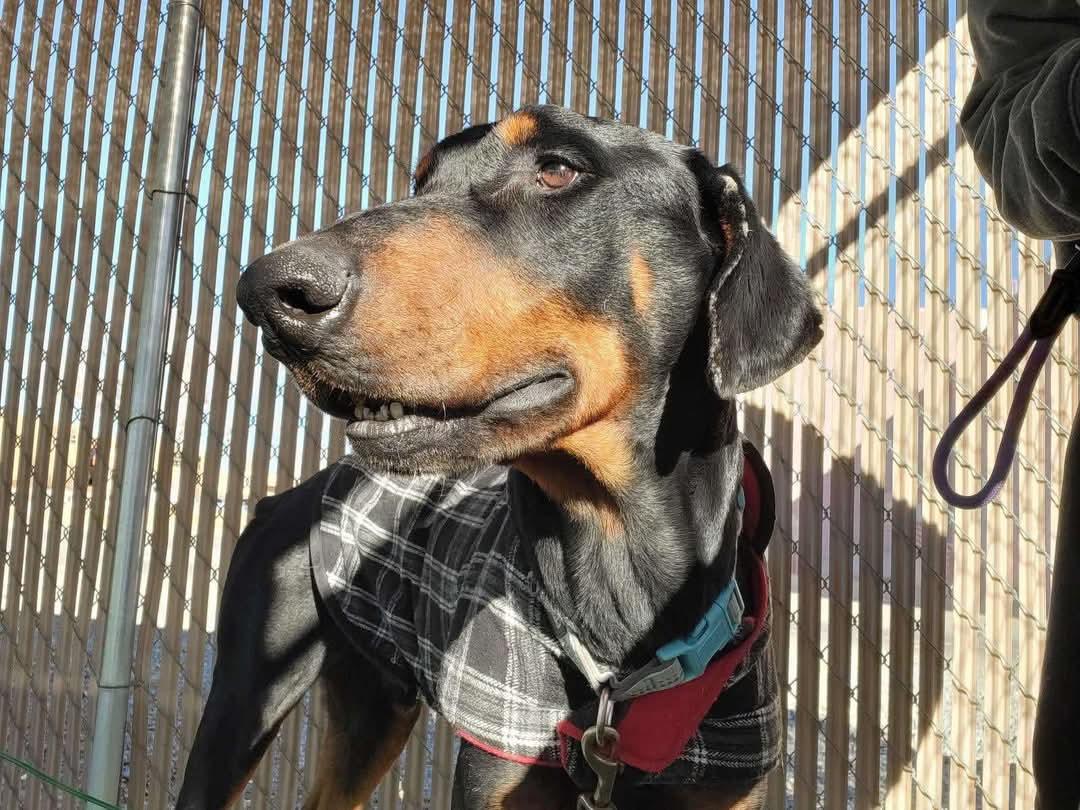 Jack, an adoptable Doberman Pinscher in Albuquerque, NM, 87113 | Photo Image 6