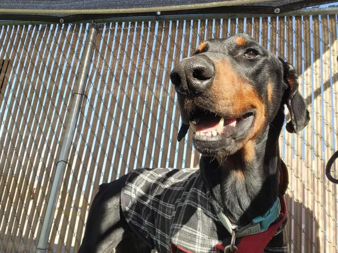 Jack, an adoptable Doberman Pinscher in Albuquerque, NM, 87113 | Photo Image 2