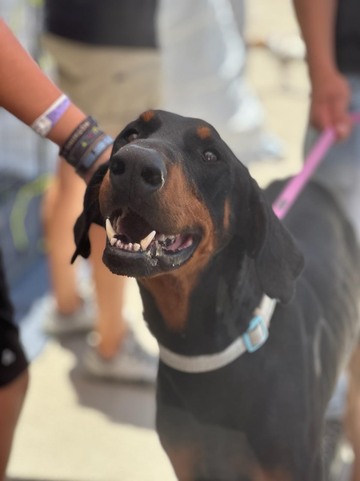 Jack, an adoptable Doberman Pinscher in Albuquerque, NM, 87113 | Photo Image 5