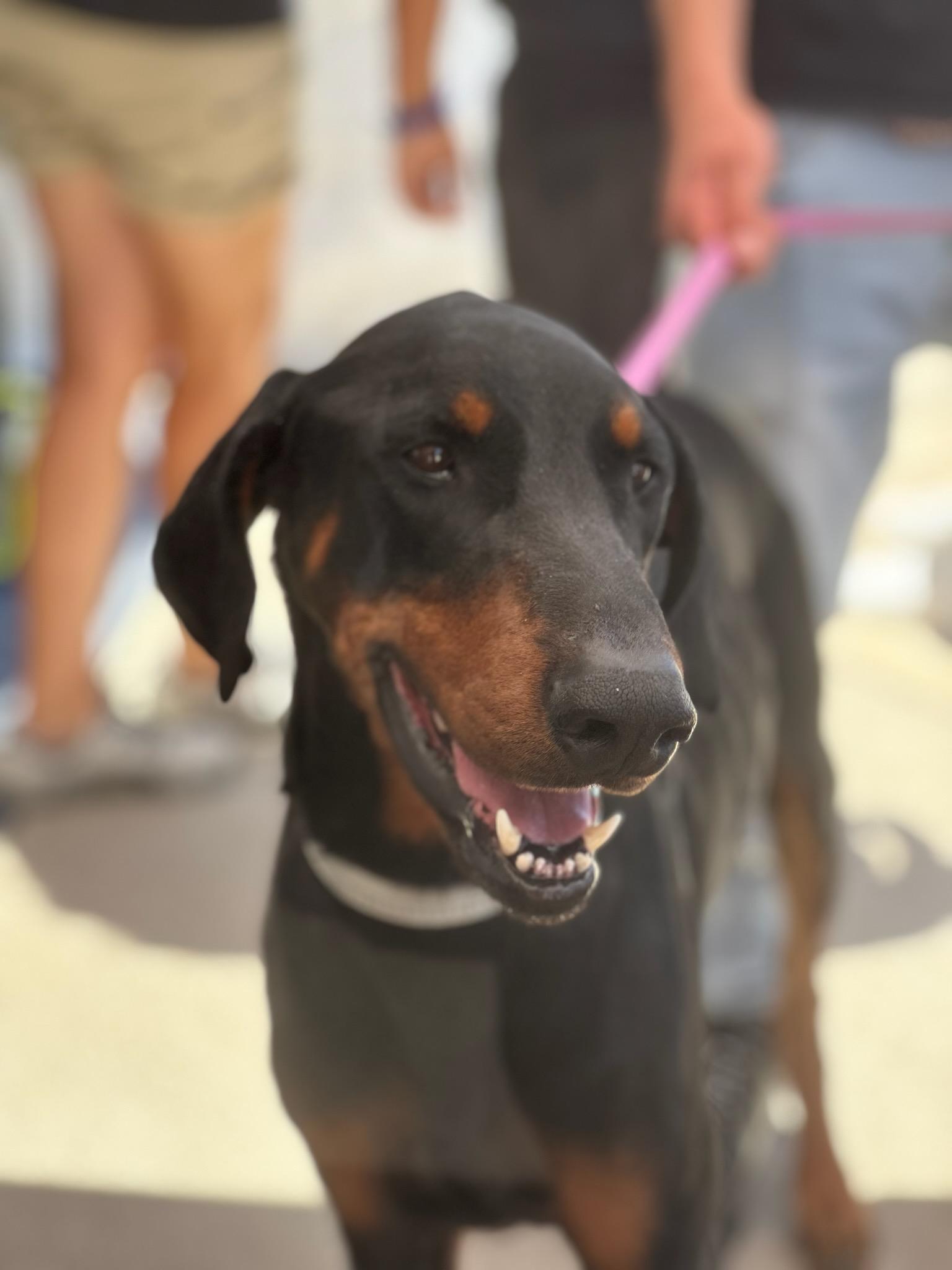 Jack, an adoptable Doberman Pinscher in Albuquerque, NM, 87113 | Photo Image 1