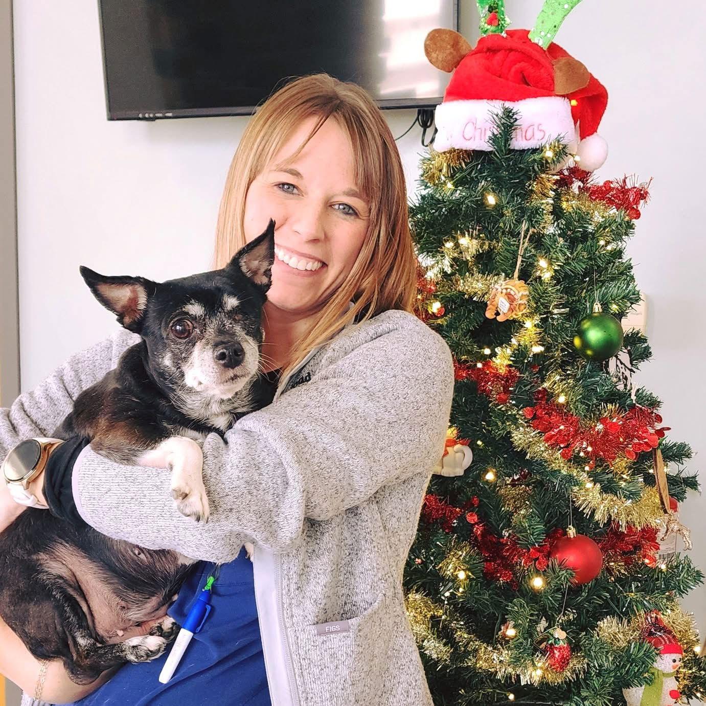 BeaBea, a Adoptable Chihuahua in O'Fallon, MO image 1/3