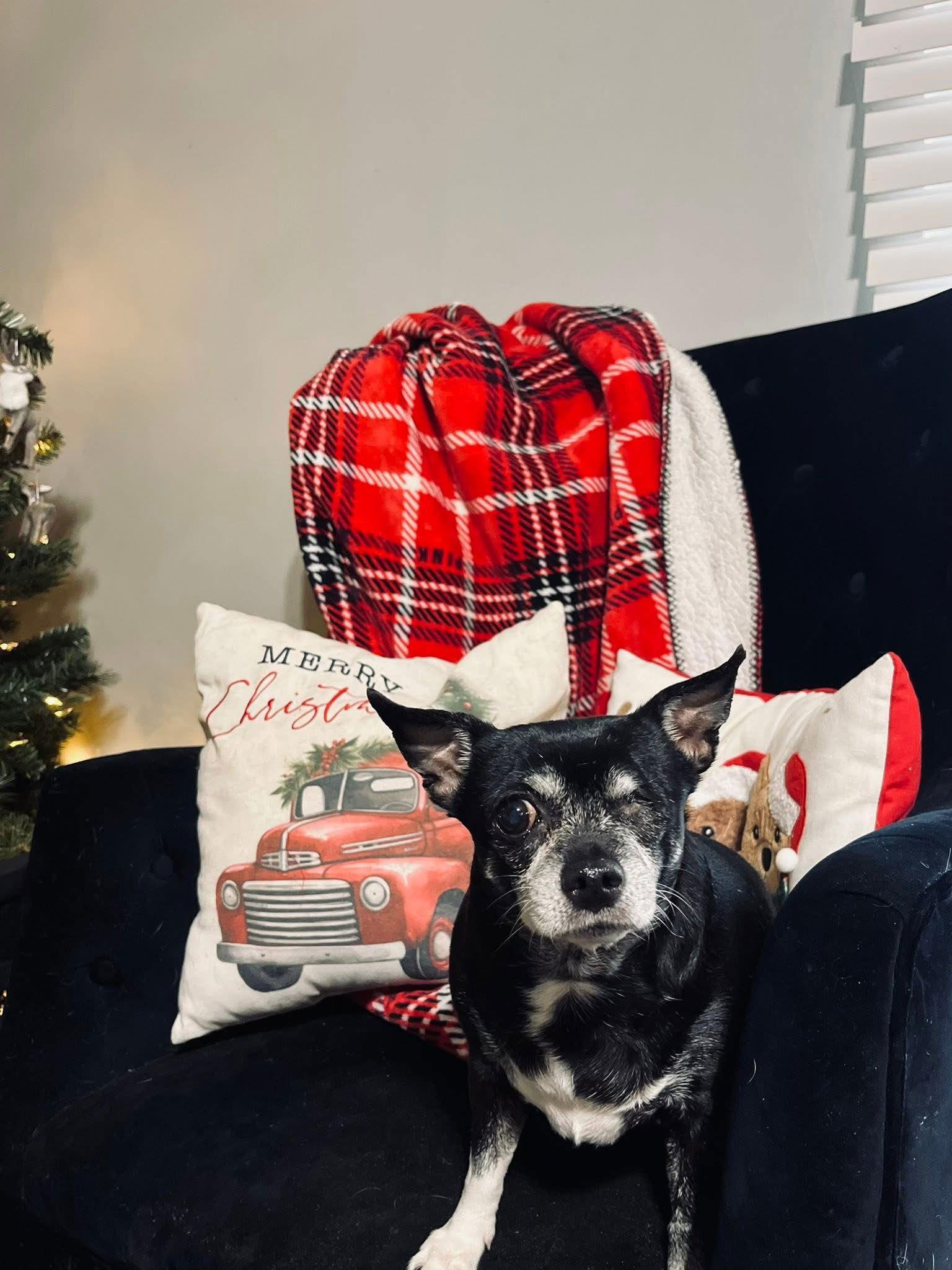 BeaBea, a Adoptable Chihuahua in O'Fallon, MO image 2/3