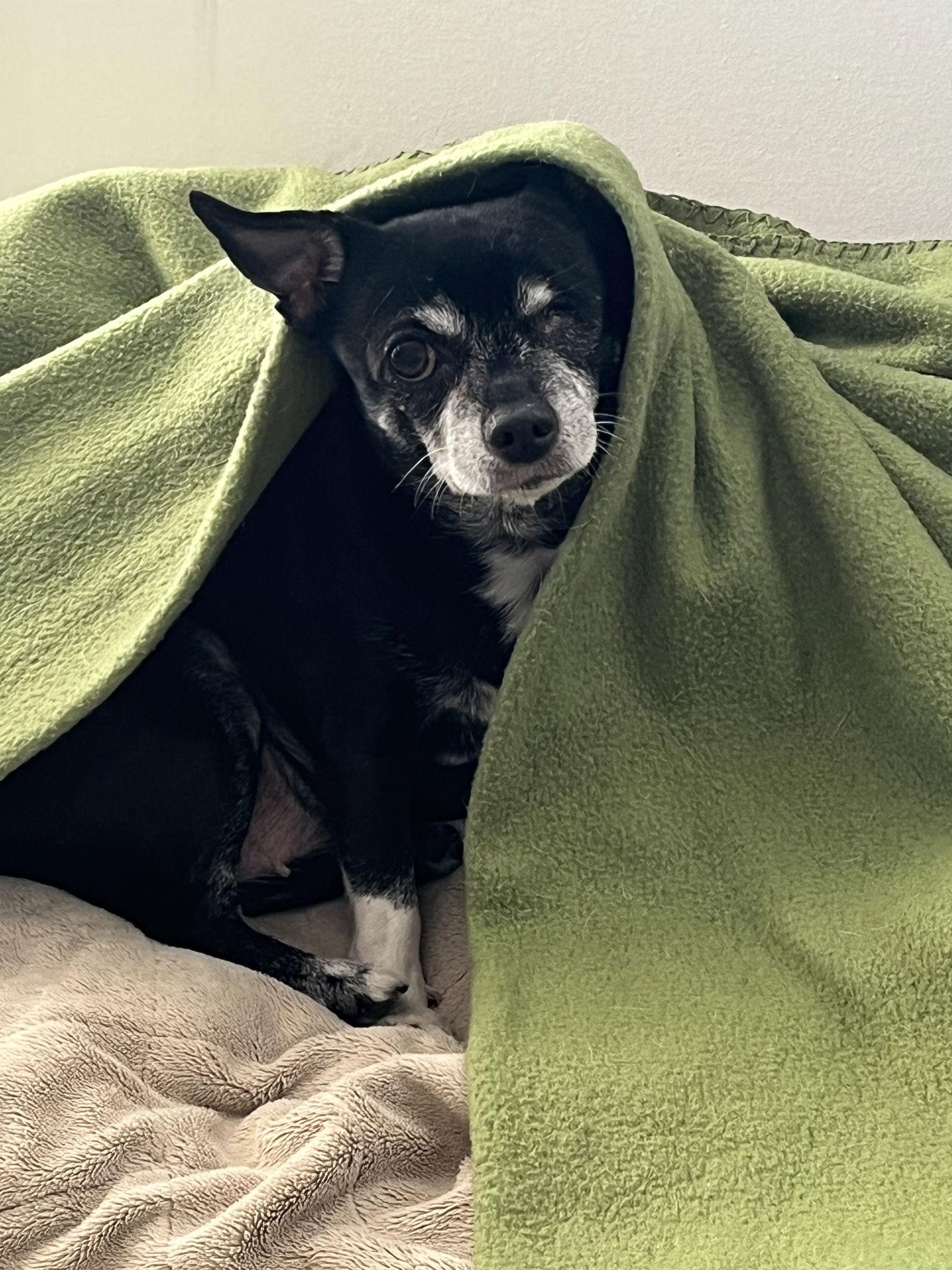 BeaBea, a Adoptable Chihuahua in O'Fallon, MO image 3/3