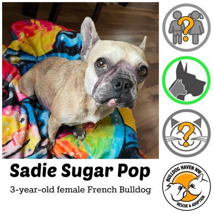 Enlarge SADIE SUGARPOP, a ADOPTABLE mixed breed in Bonney Lake, WA image 2/2