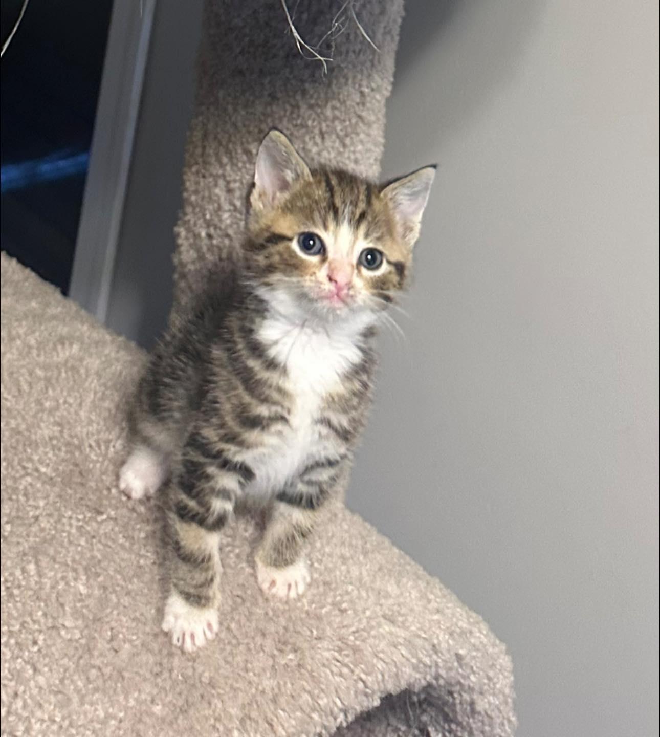 Enlarge Churro Jones, a ADOPTABLE Domestic Short Hair in Clarksville, TN image 2/2