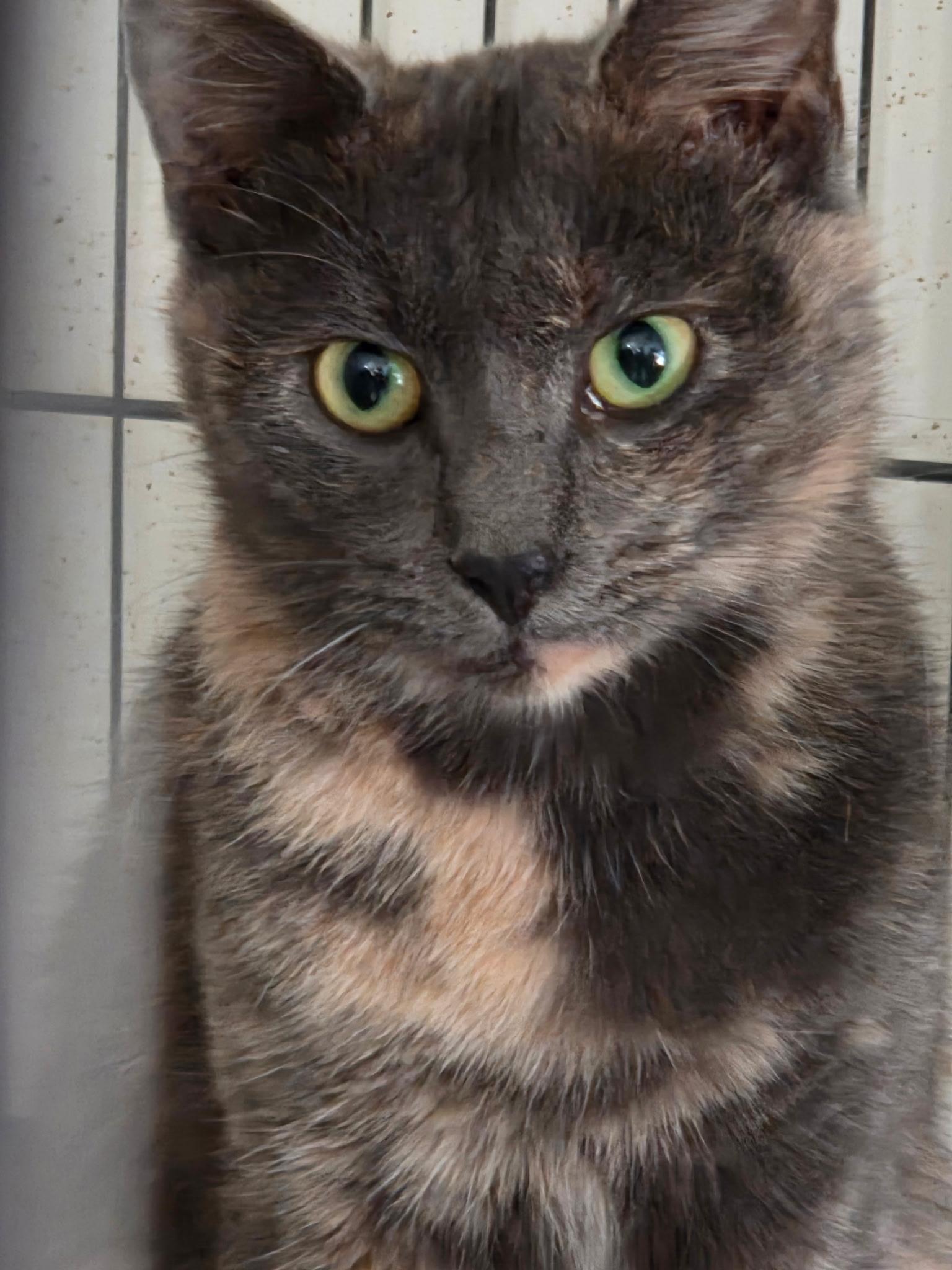 Enlarge Macy, a ADOPTABLE Domestic Short Hair in Stafford, VA image 1/1