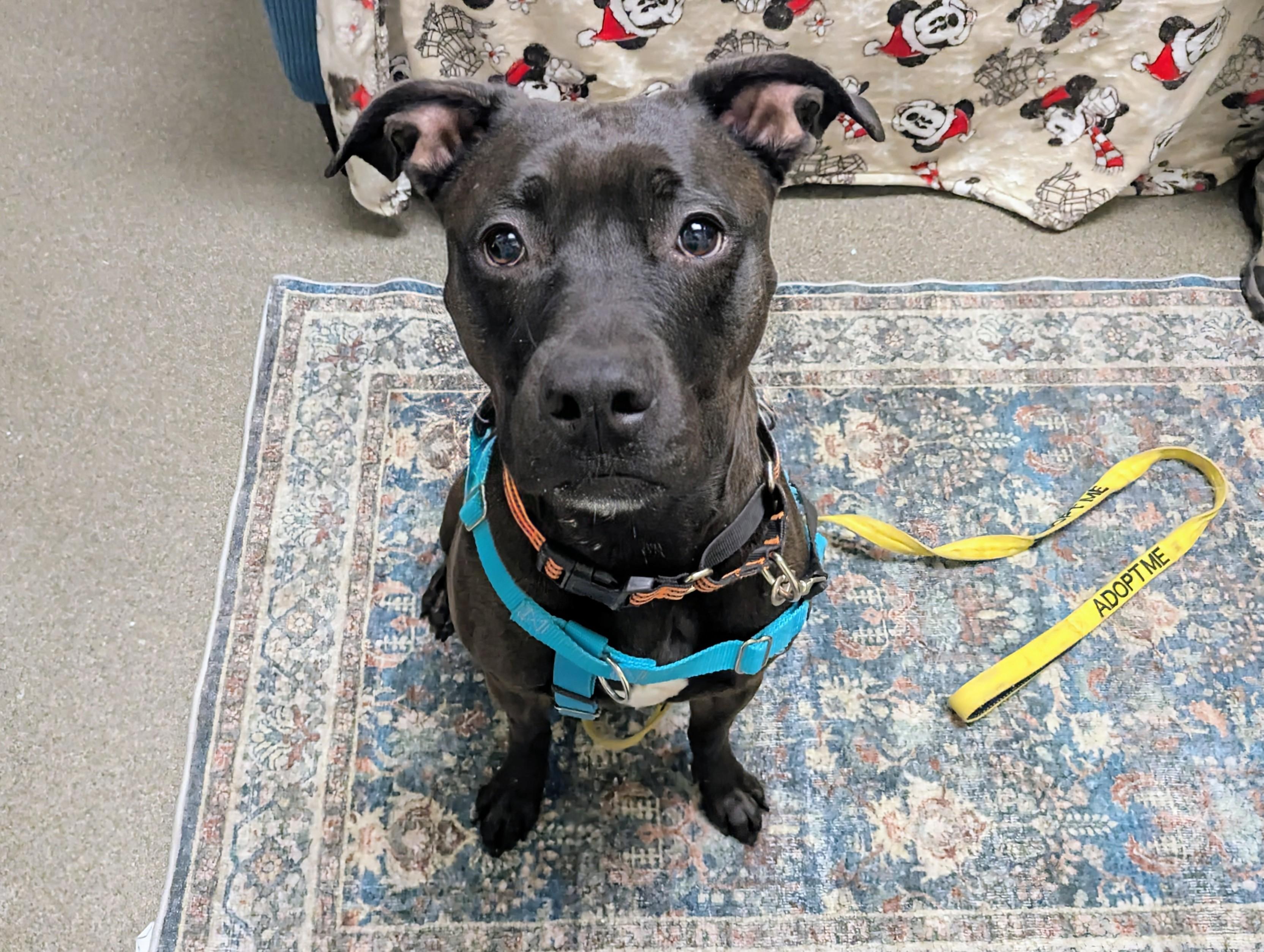 Siobhan, a Adoptable mixed breed in Stratford, CT image 2/3