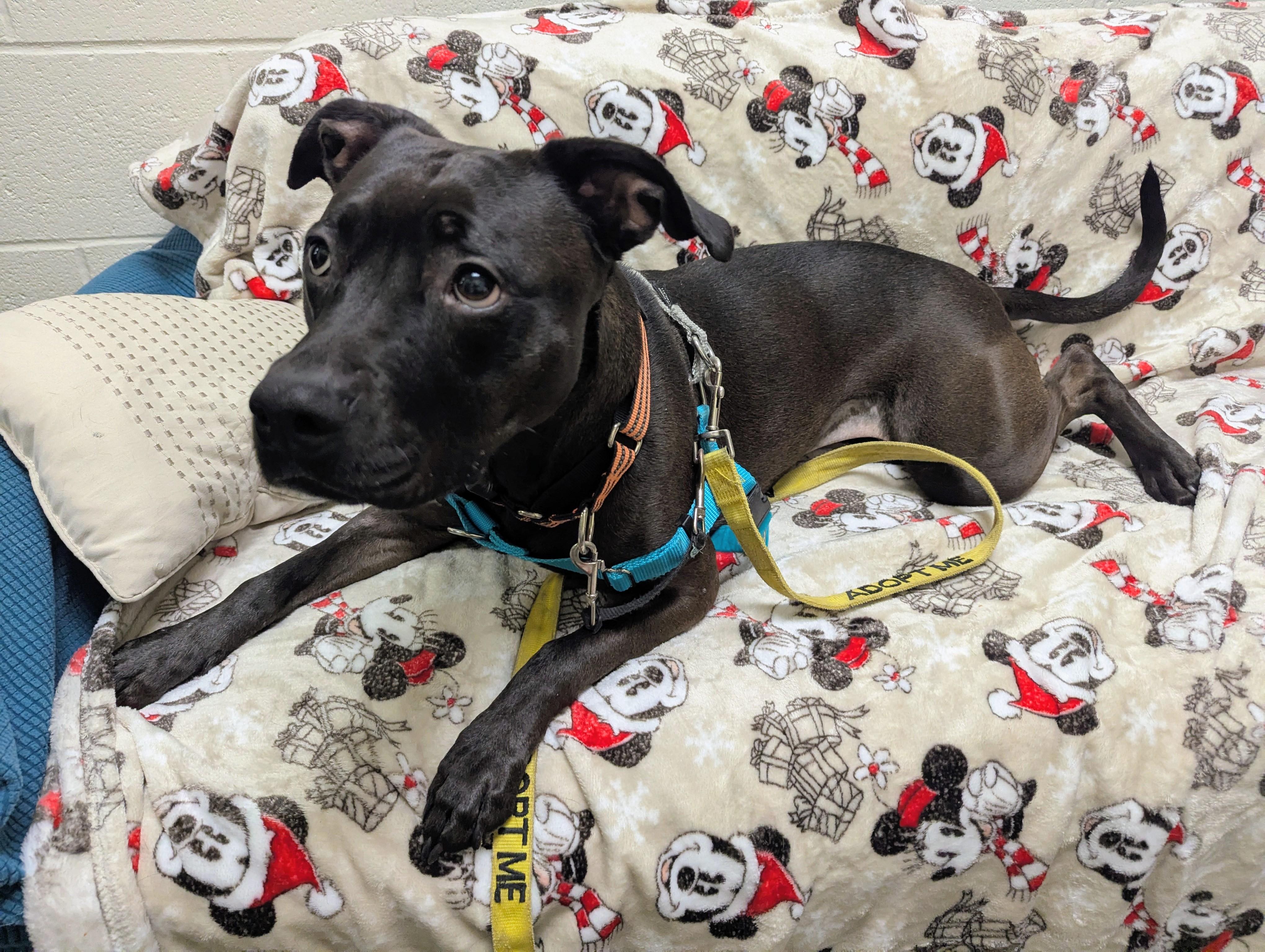 Siobhan, a Adoptable mixed breed in Stratford, CT image 3/3