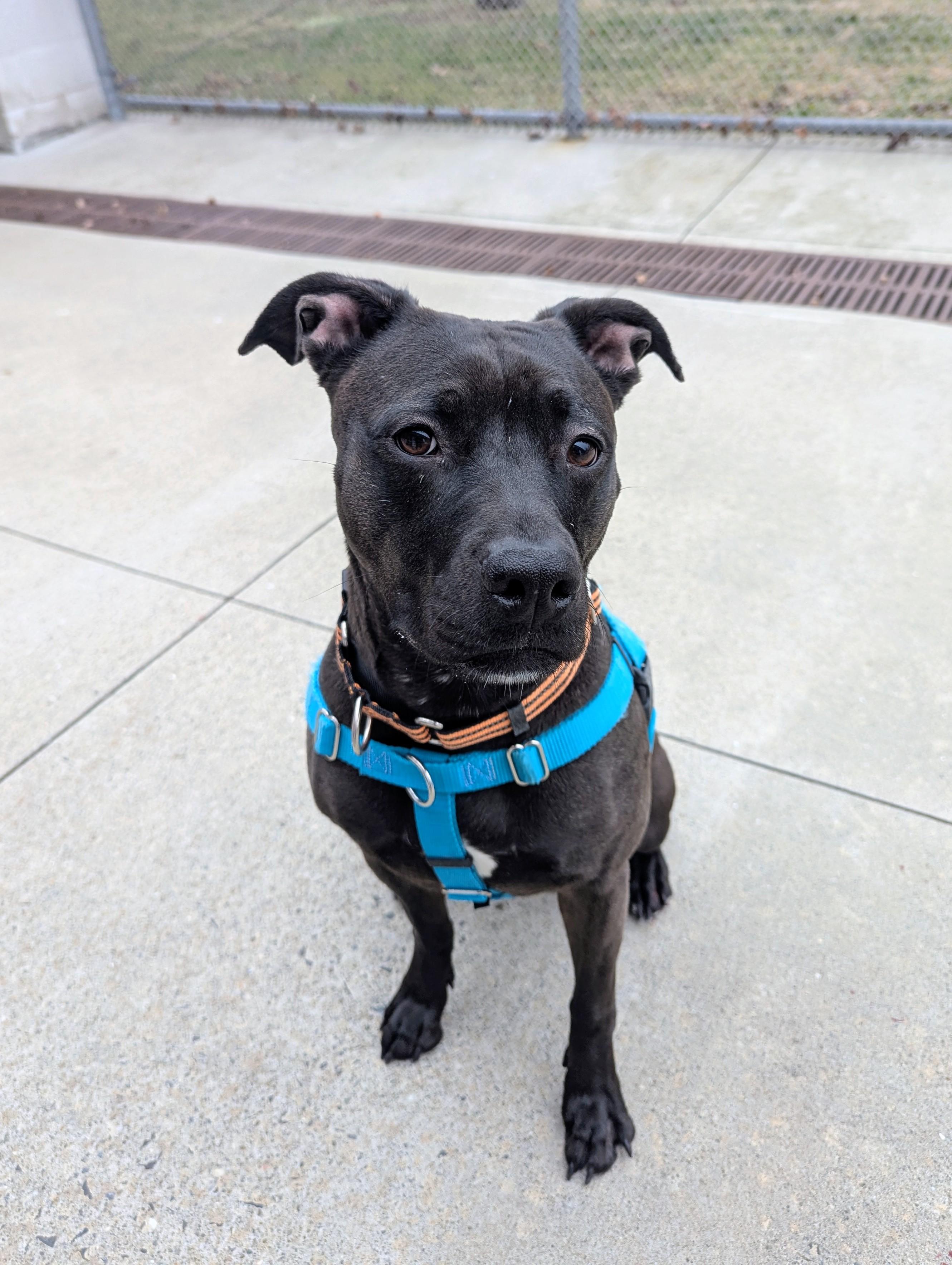 Enlarge Siobhan, a Adoptable mixed breed in Stratford, CT image 4/4
