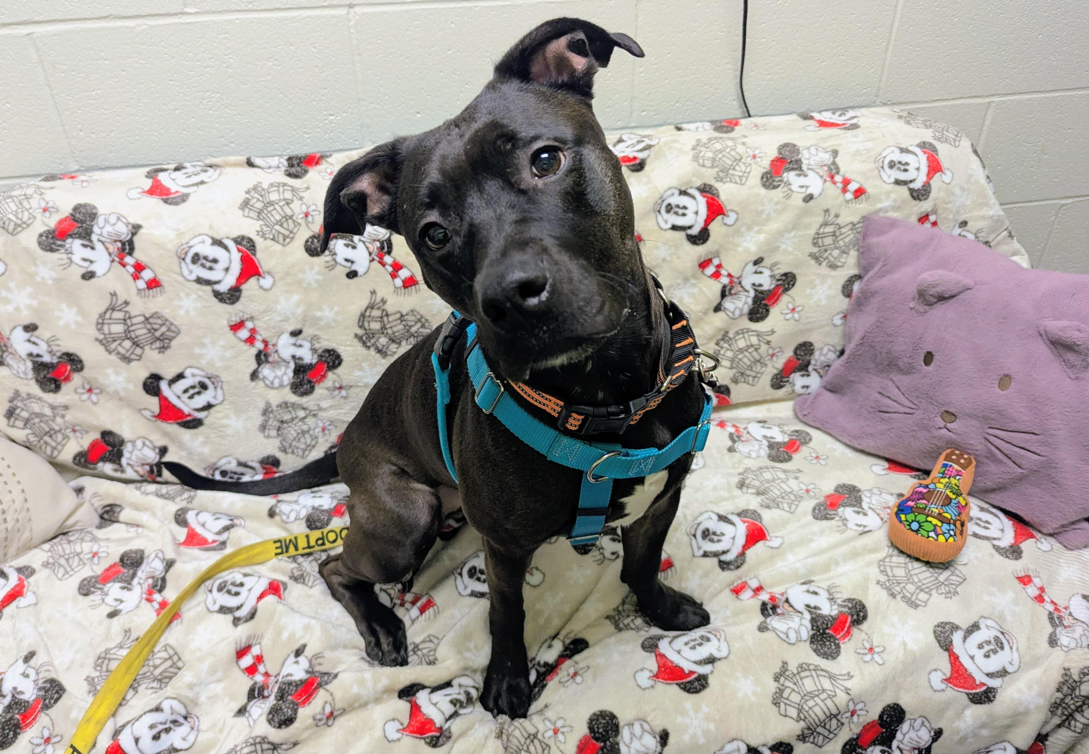 Siobhan, Adoptable, Adult Female Labrador Retriever.