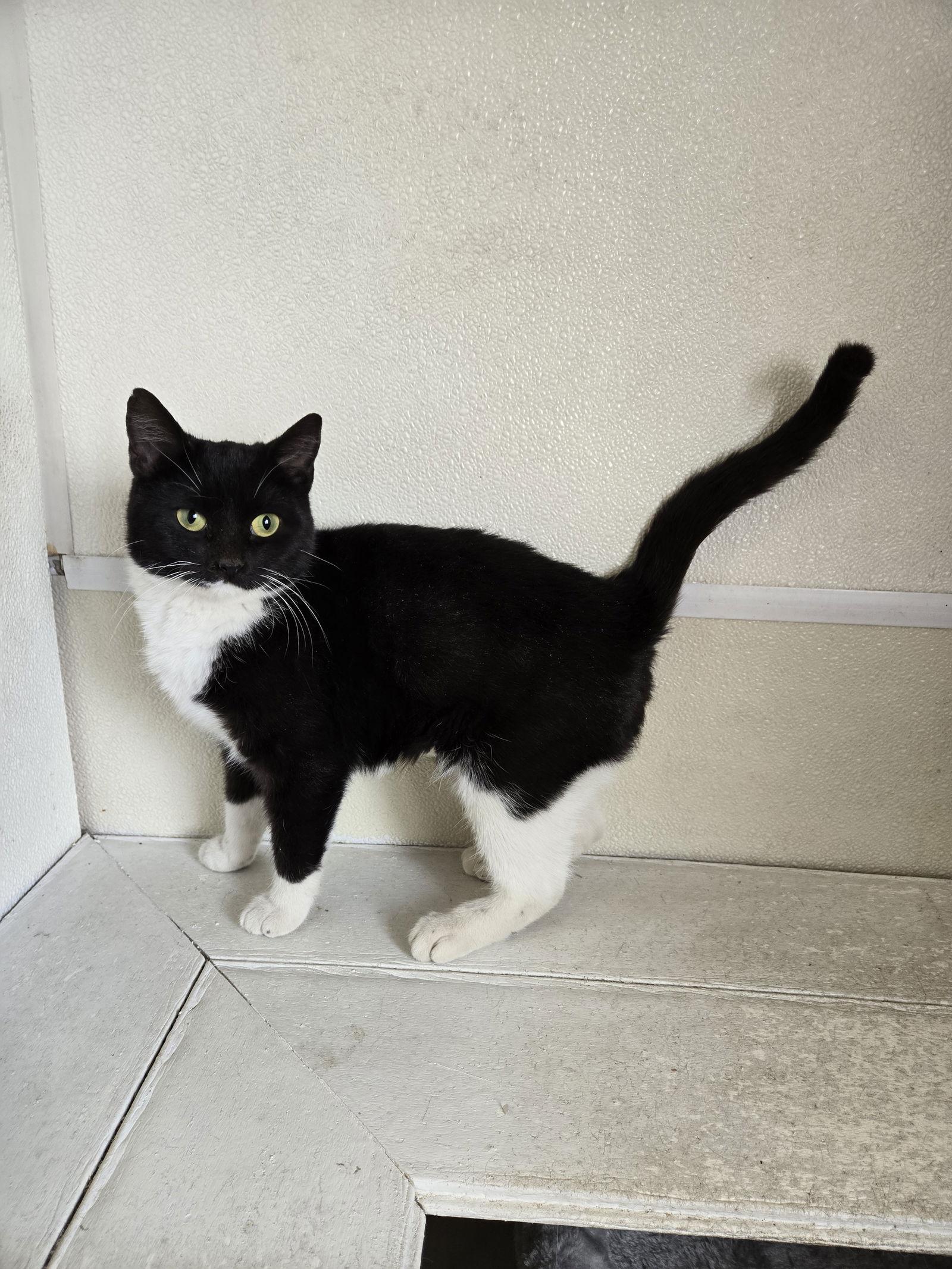 Luna, Adoptable, Young Female Domestic Short Hair.