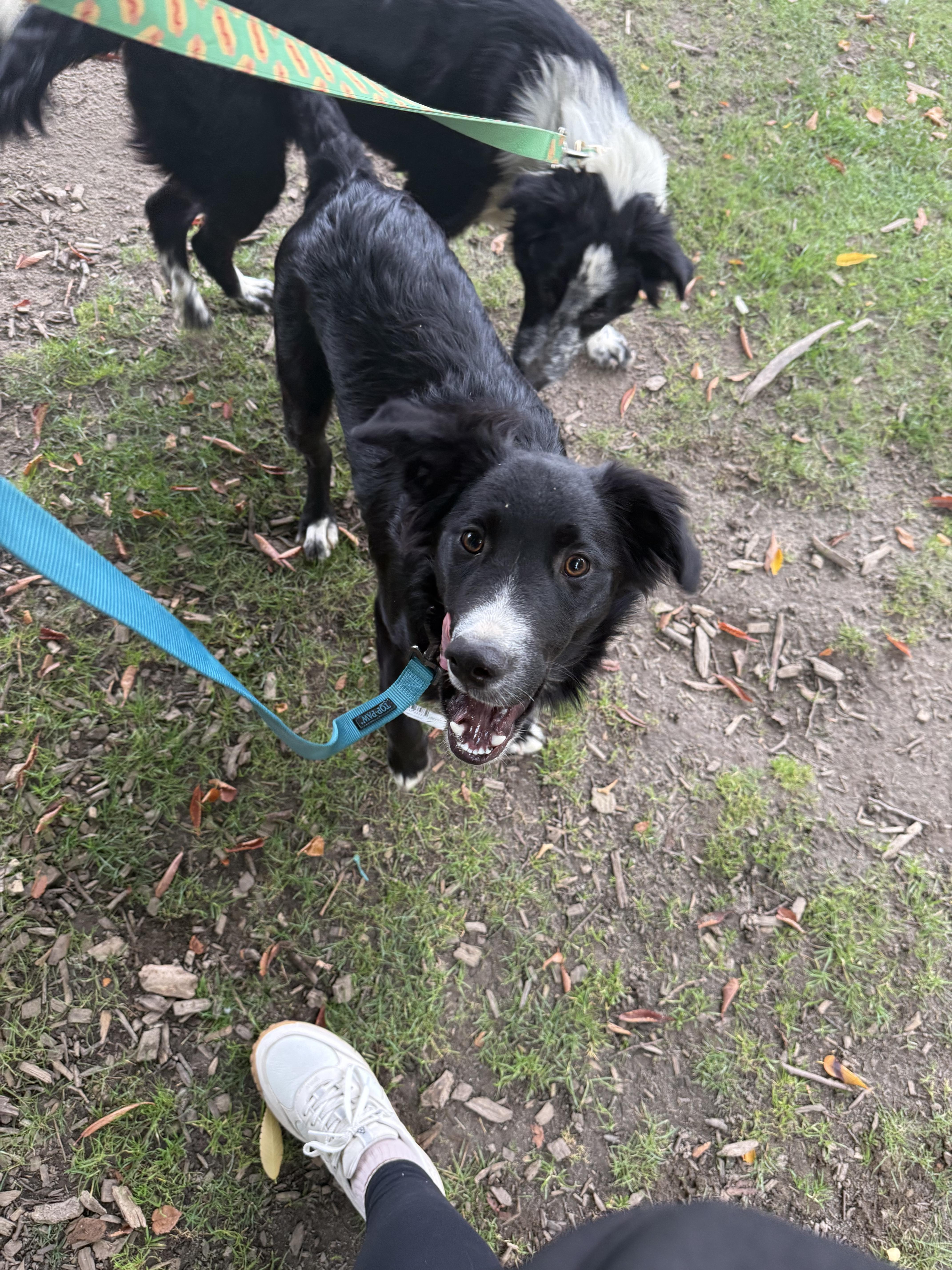 Jackson, a Adoptable mixed breed in Aliso Viejo, CA image 2/4