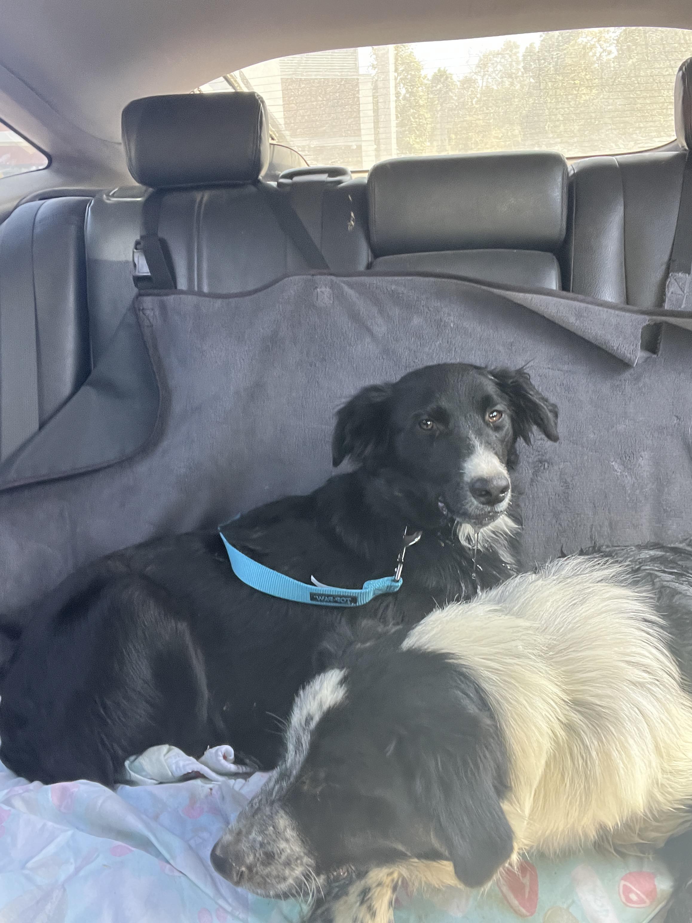 Jackson, a Adoptable mixed breed in Aliso Viejo, CA image 3/4