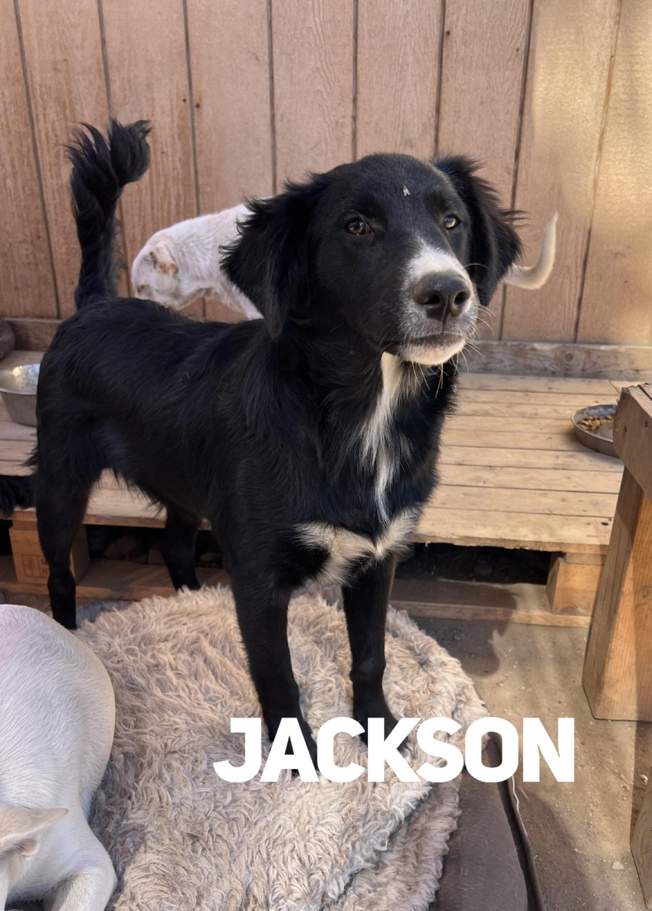 Jackson, Adoptable, Young Male Border Collie & Australian Shepherd.