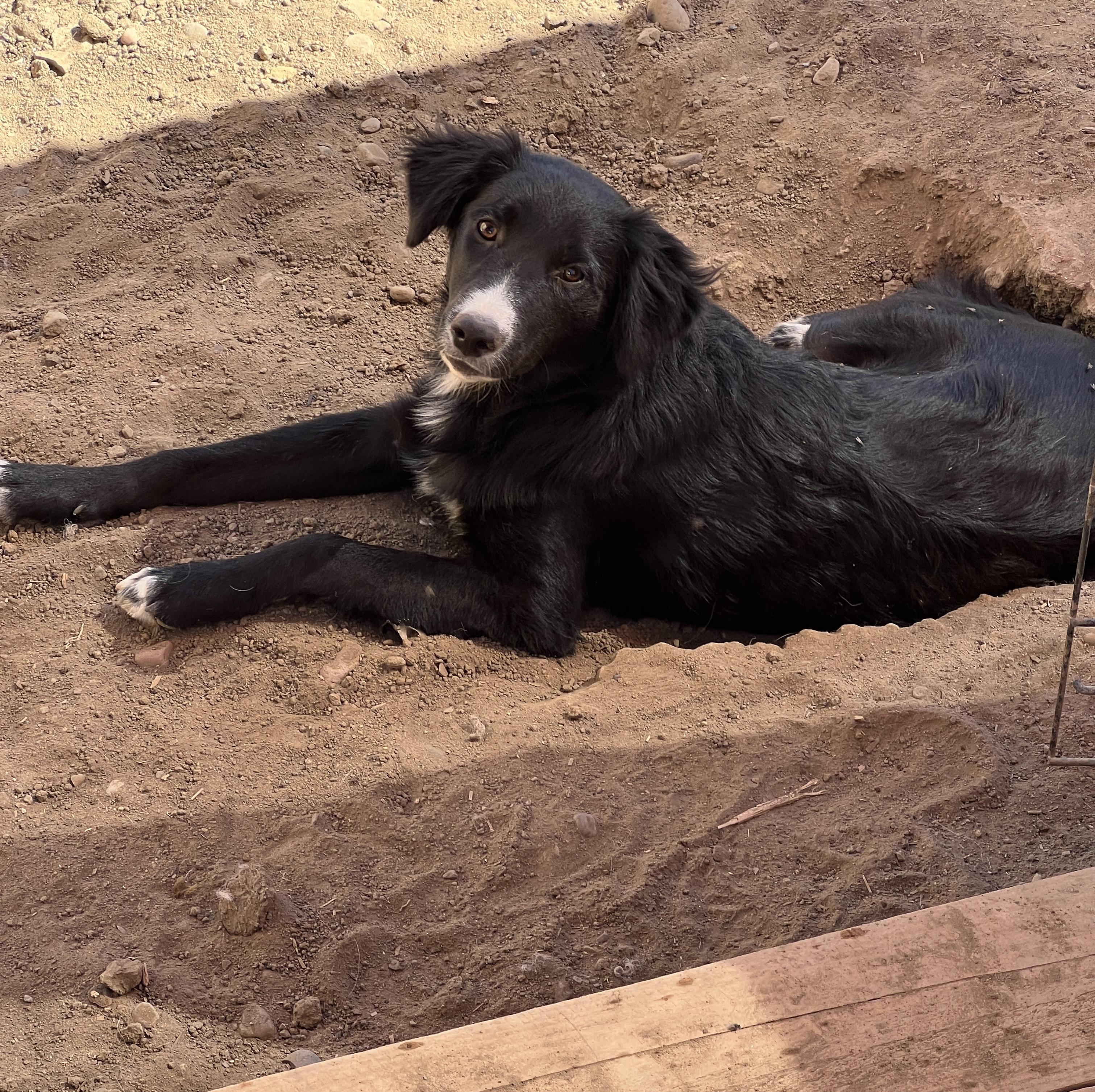 Jackson, a Adoptable mixed breed in Aliso Viejo, CA image 4/4