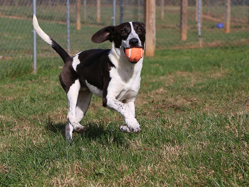 Enlarge Lou, an adoptable mixed breed in Charles Town, WV image 1/6