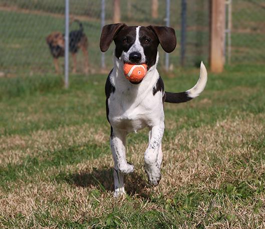 Enlarge Lou, an adoptable mixed breed in Charles Town, WV image 2/6