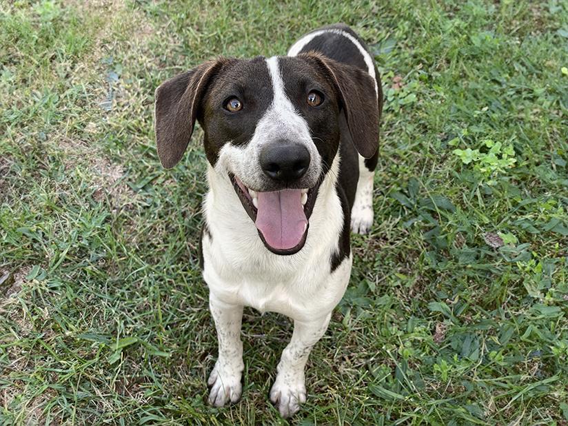 Enlarge Lou, an adoptable mixed breed in Charles Town, WV image 3/6