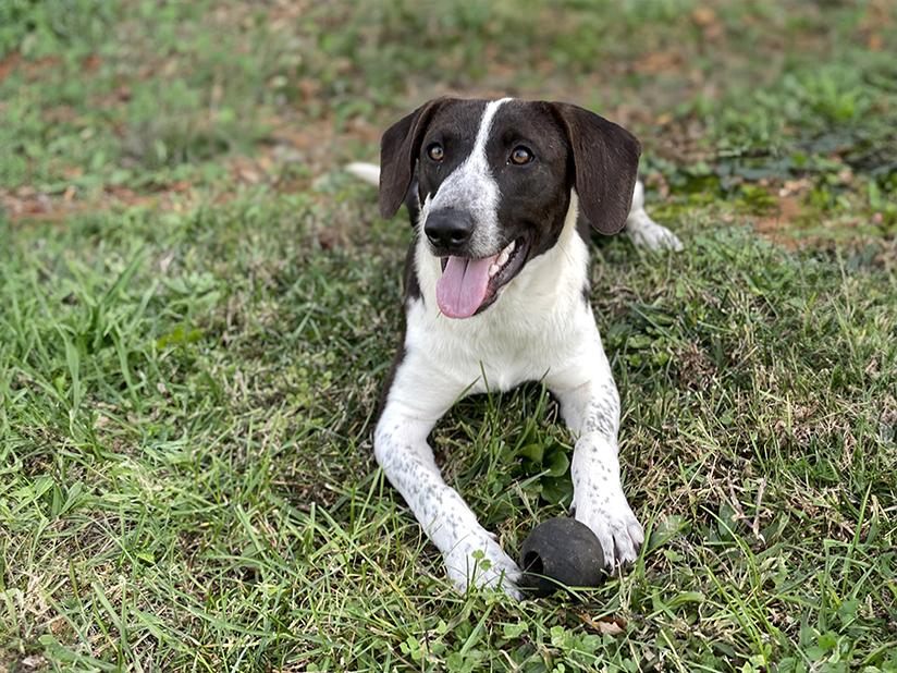 Enlarge Lou, an adoptable mixed breed in Charles Town, WV image 5/6