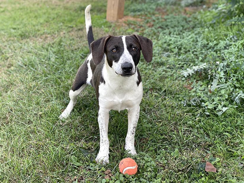 Enlarge Lou, an adoptable mixed breed in Charles Town, WV image 6/6
