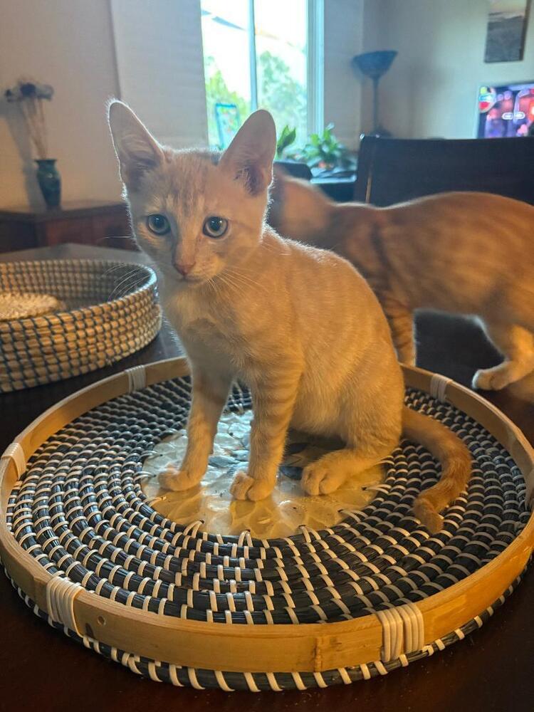Peaches, Adoptable, Kitten Male Domestic Short Hair.