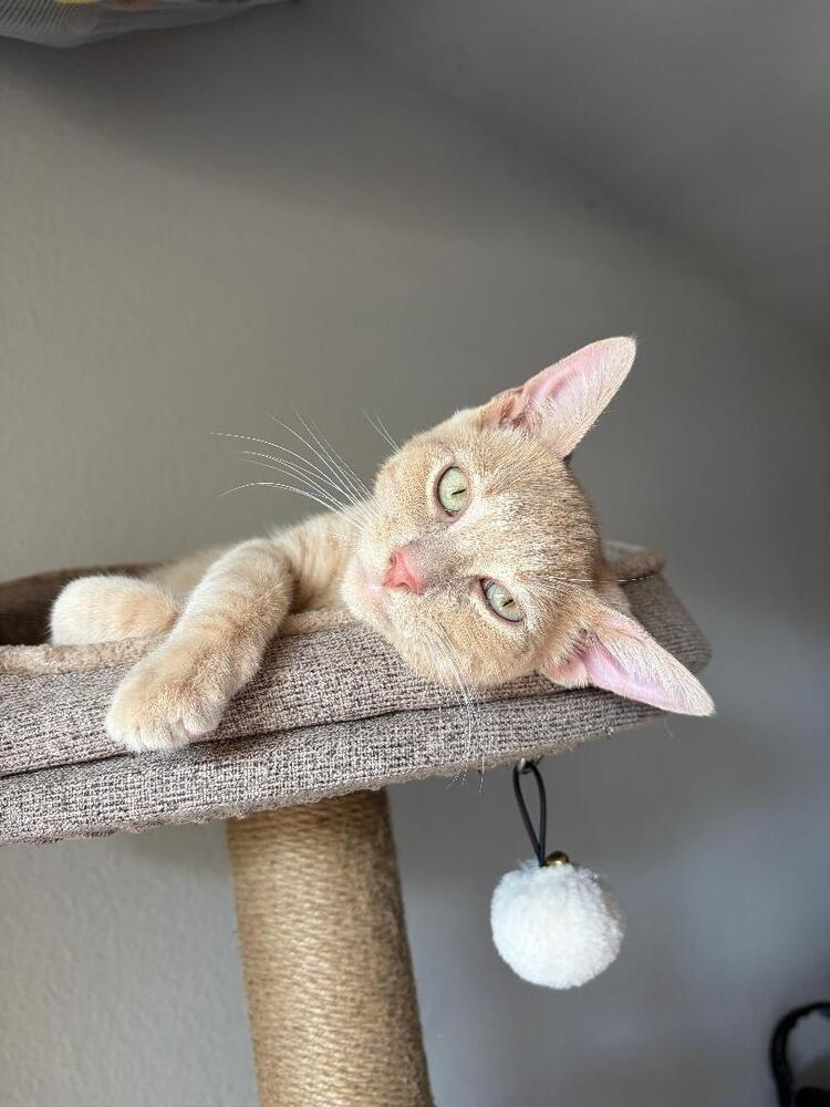 Enlarge Peaches, a Adoptable Domestic Short Hair in Oceanside, CA image 2/6