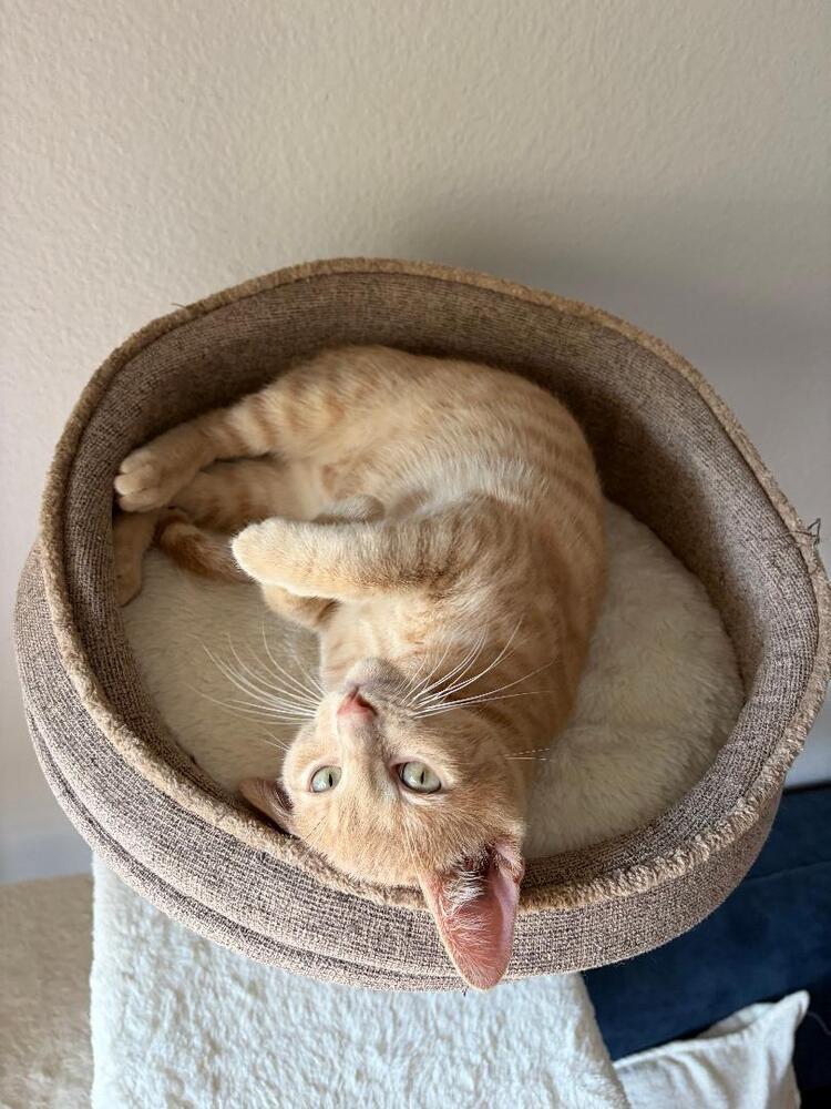 Enlarge Peaches, a Adoptable Domestic Short Hair in Oceanside, CA image 3/6