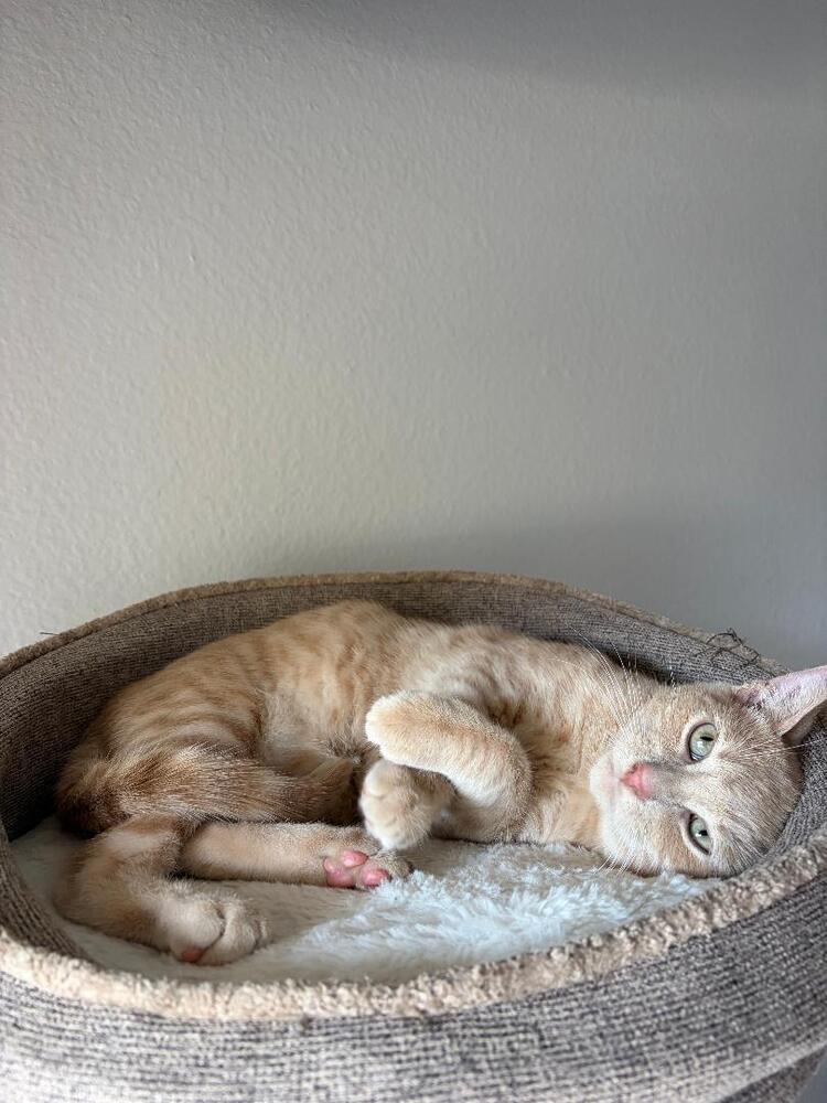 Enlarge Peaches, a Adoptable Domestic Short Hair in Oceanside, CA image 4/6