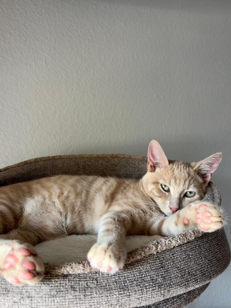 Enlarge Peaches, a Adoptable Domestic Short Hair in Oceanside, CA image 5/6