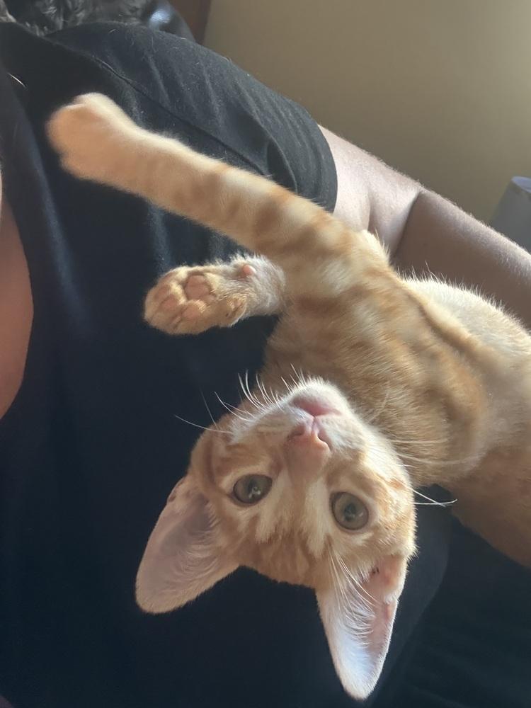 Enlarge Peaches, a Adoptable Domestic Short Hair in Oceanside, CA image 6/6