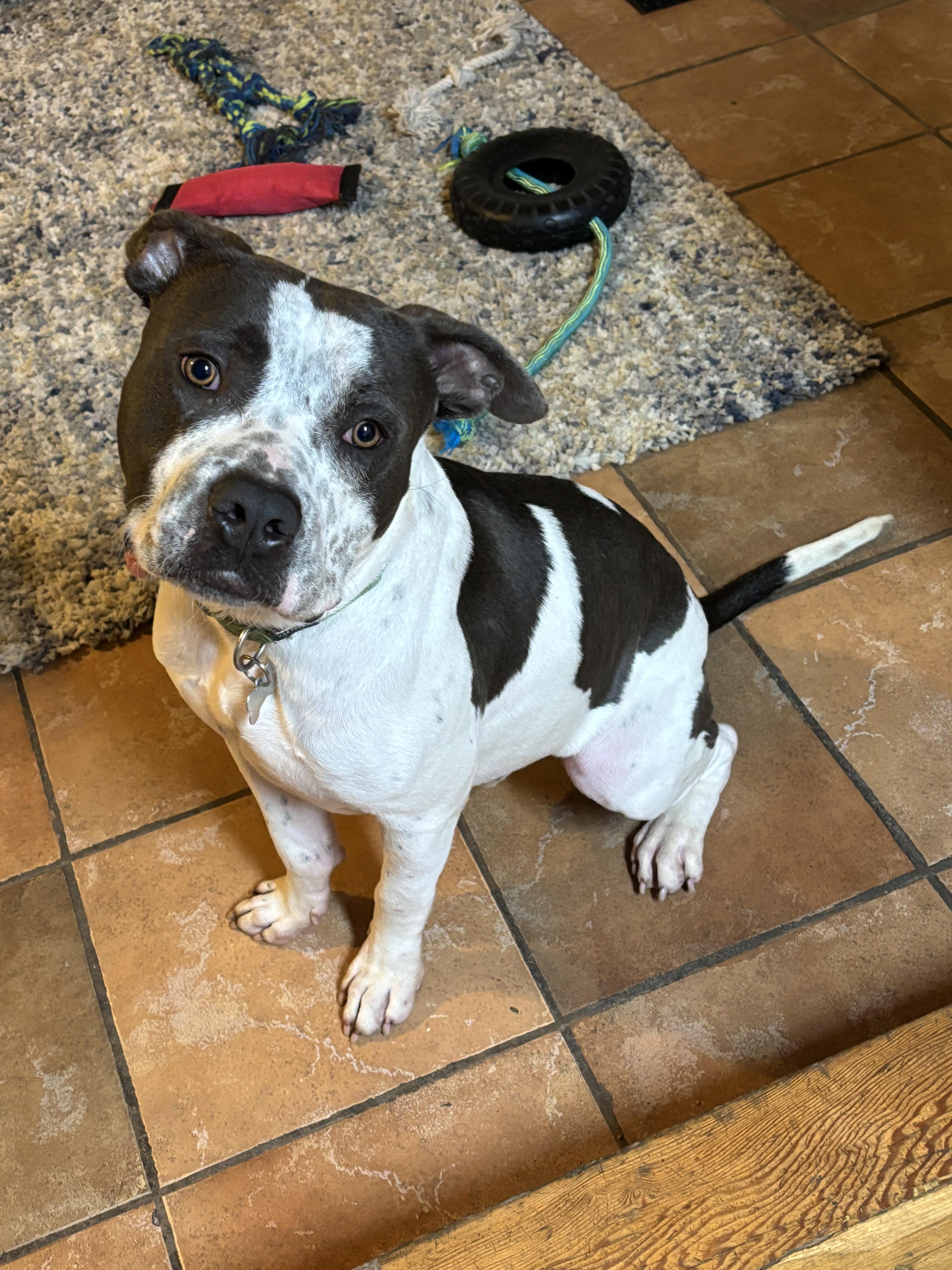Jojo, a Adoptable mixed breed in Huntington Beach, CA image 3/5