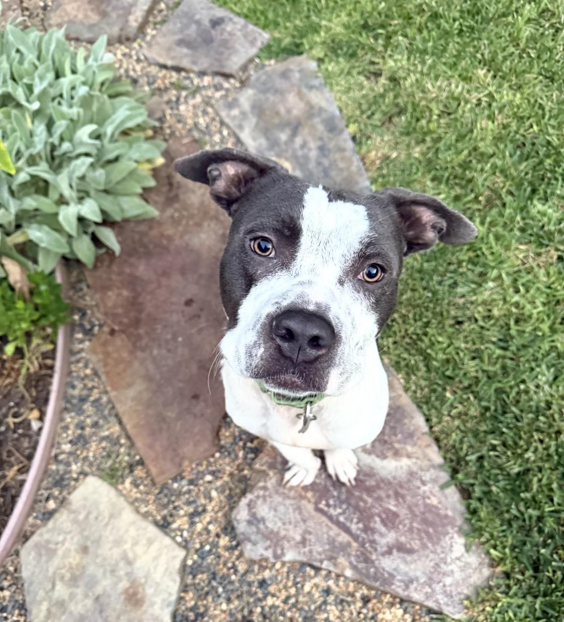 Jojo, a Adoptable mixed breed in Huntington Beach, CA image 5/5