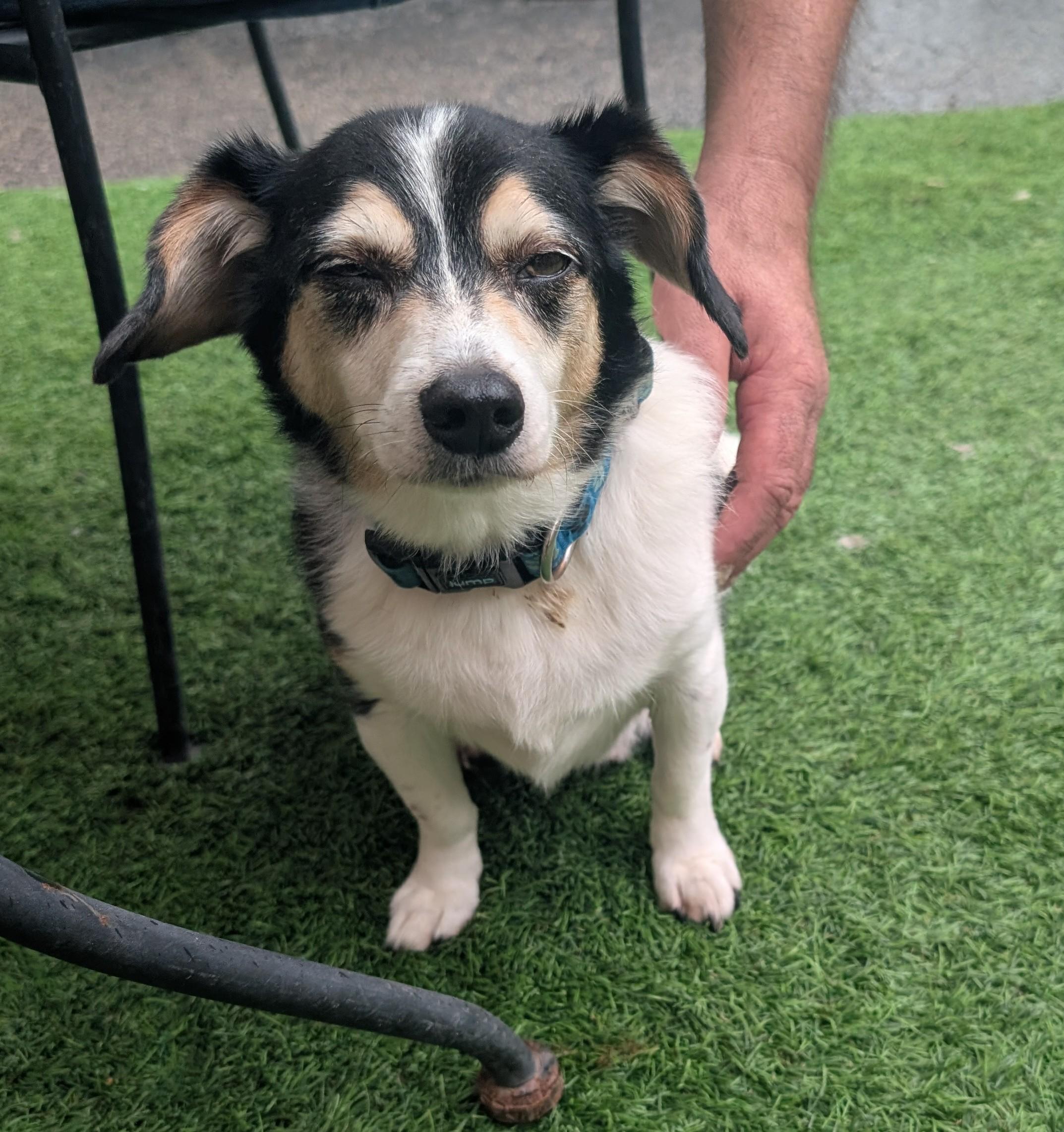 Tigger, a ADOPTABLE mixed breed in Amelia, OH image 5/6