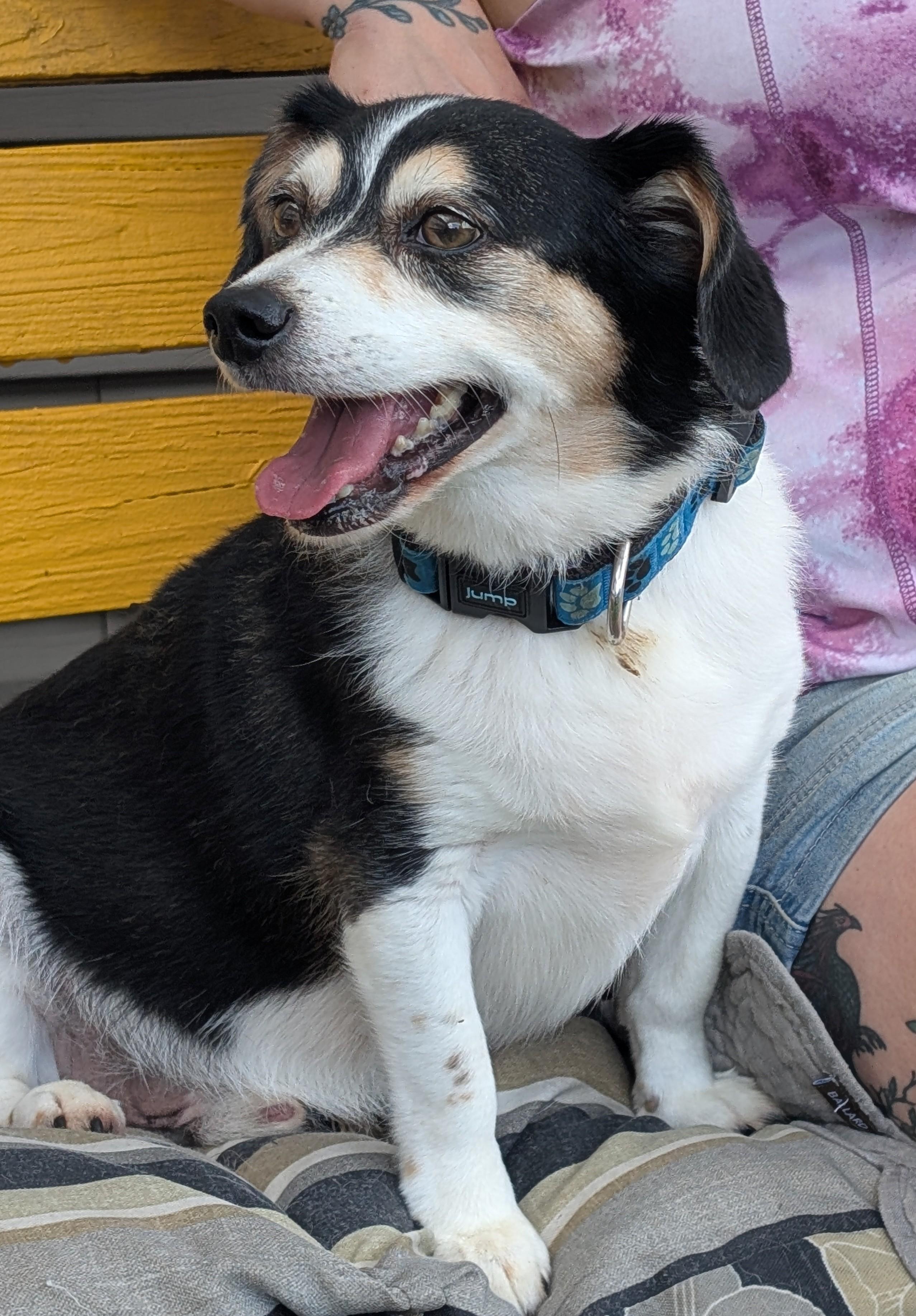 Tigger, a ADOPTABLE mixed breed in Amelia, OH image 6/6