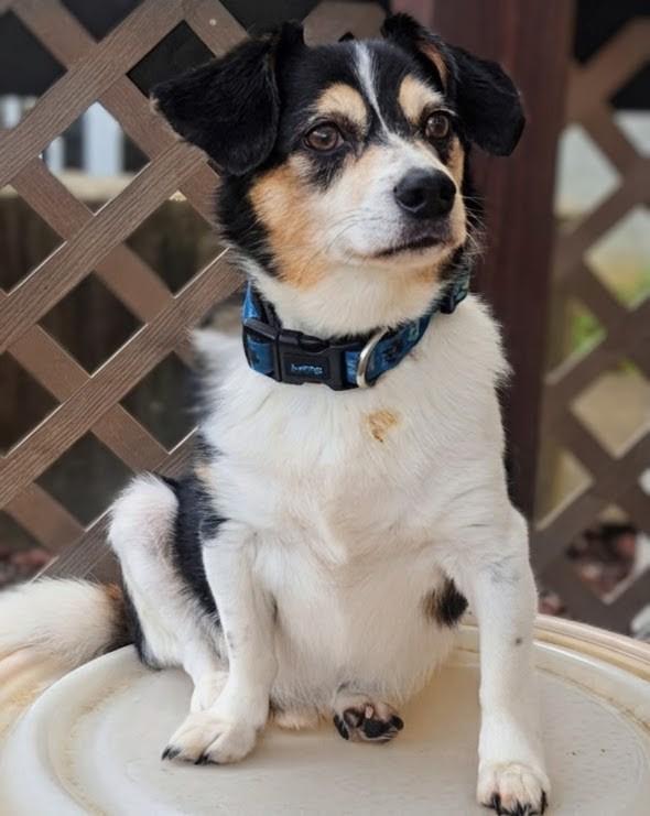 Tigger, a ADOPTABLE mixed breed in Amelia, OH image 2/6