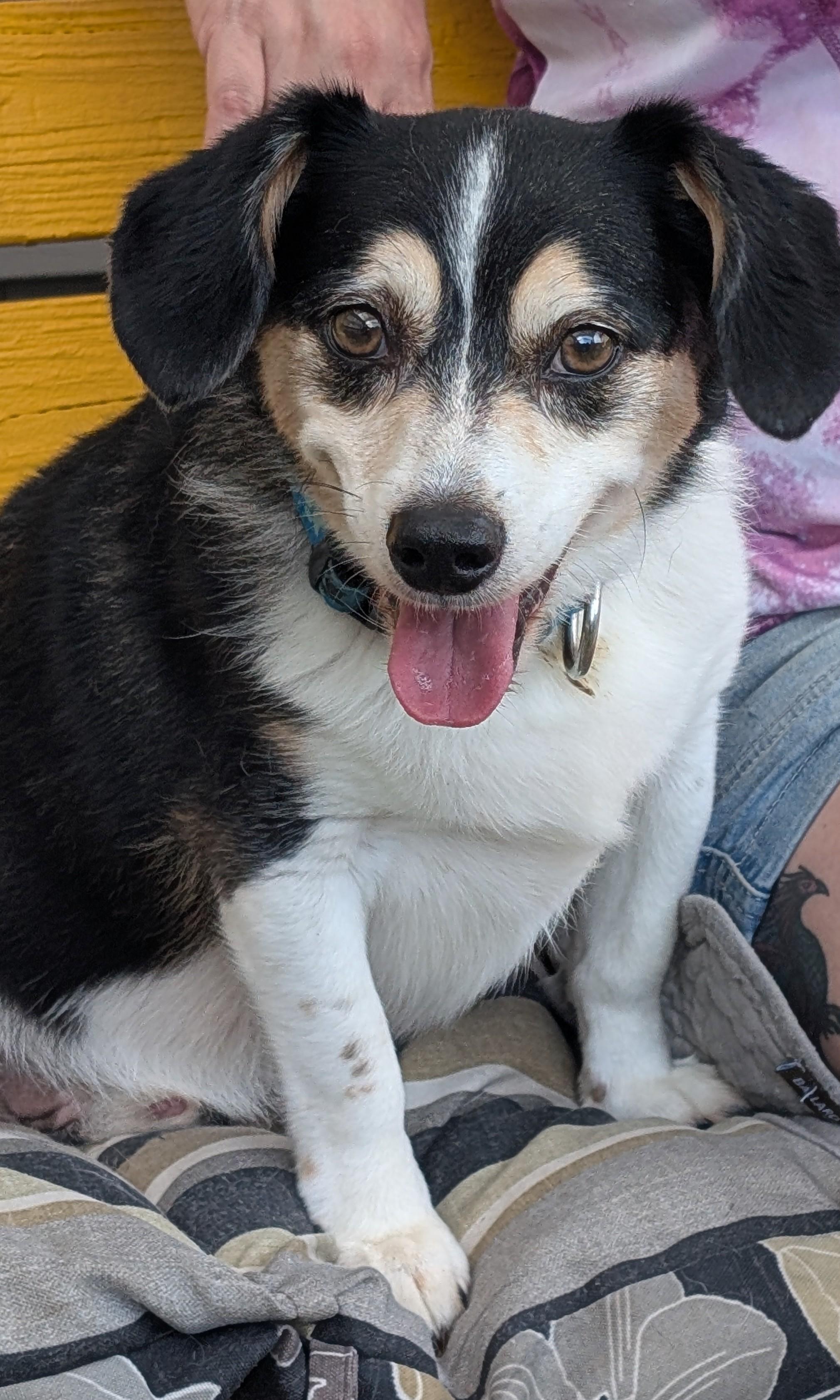 Tigger, a ADOPTABLE mixed breed in Amelia, OH image 4/6