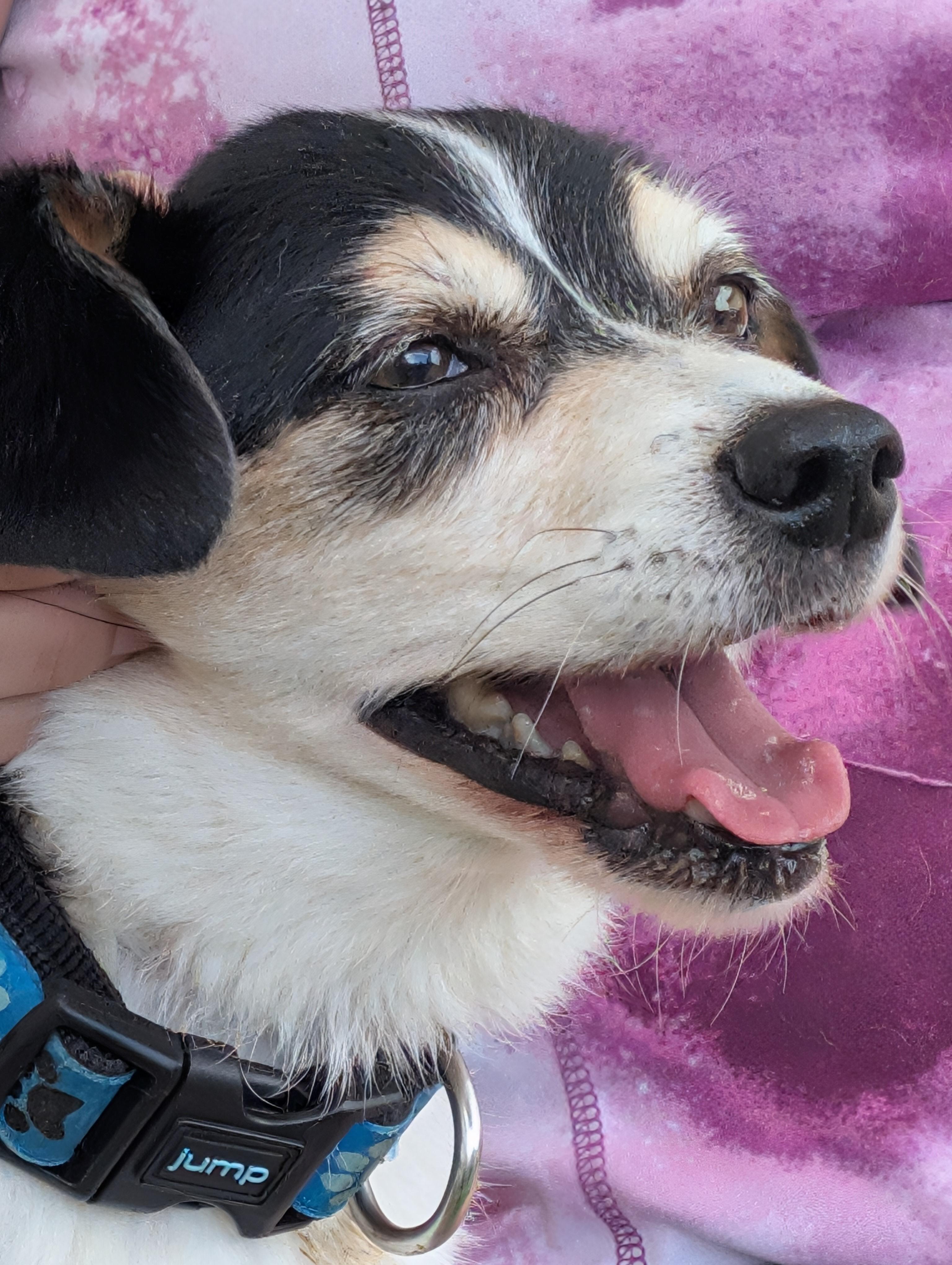 Tigger, a ADOPTABLE mixed breed in Amelia, OH image 3/6